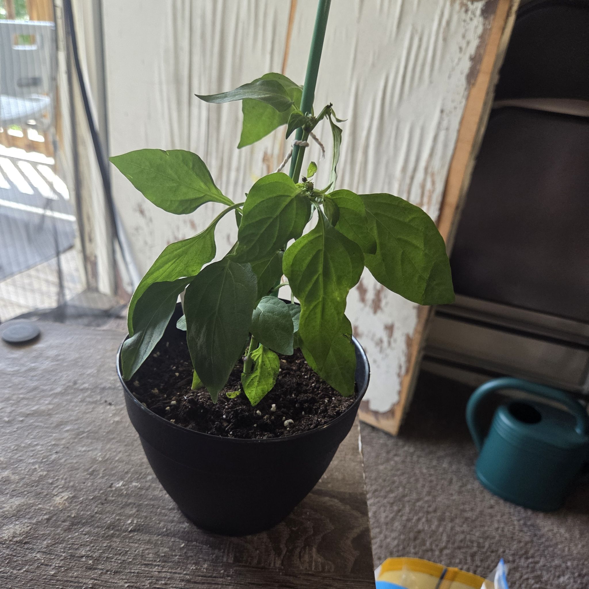 Photo of the plant species Capsicum 'Cajun Belle' by @NikkiBplantmom named SAMUELSSON on Greg, the plant care app