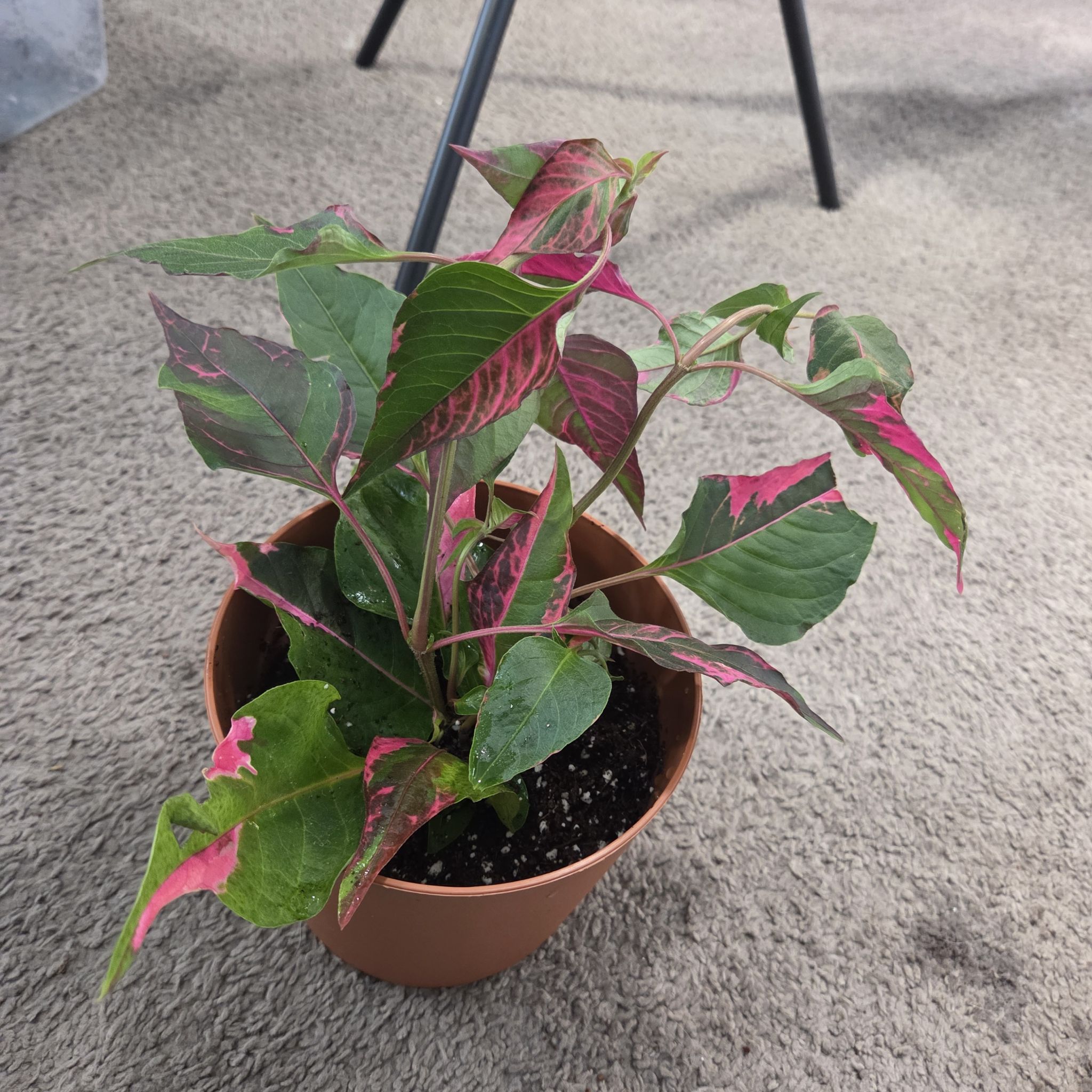 Photo of the plant species Party Time by @NikkiBplantmom named JUSTICE on Greg, the plant care app