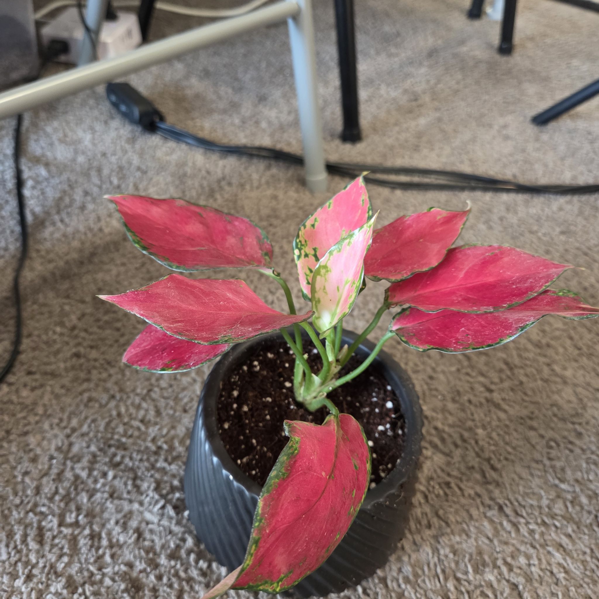 Photo of the plant species Aglaonema Rubi Garuda by @NikkiBplantmom named TABITHA on Greg, the plant care app