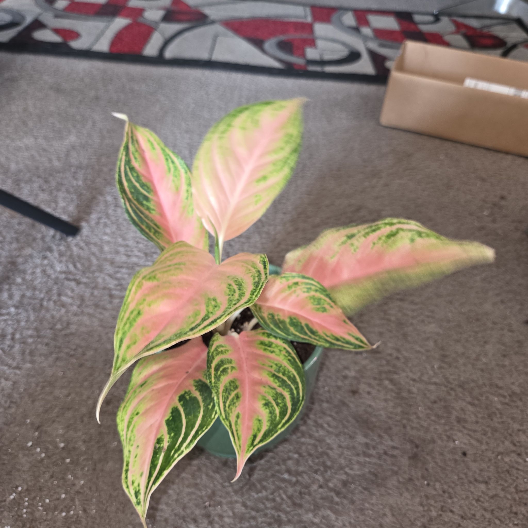 Photo of the plant species Pink Panama Chinese Evergreen by @NikkiBplantmom named EVANGELISTA on Greg, the plant care app