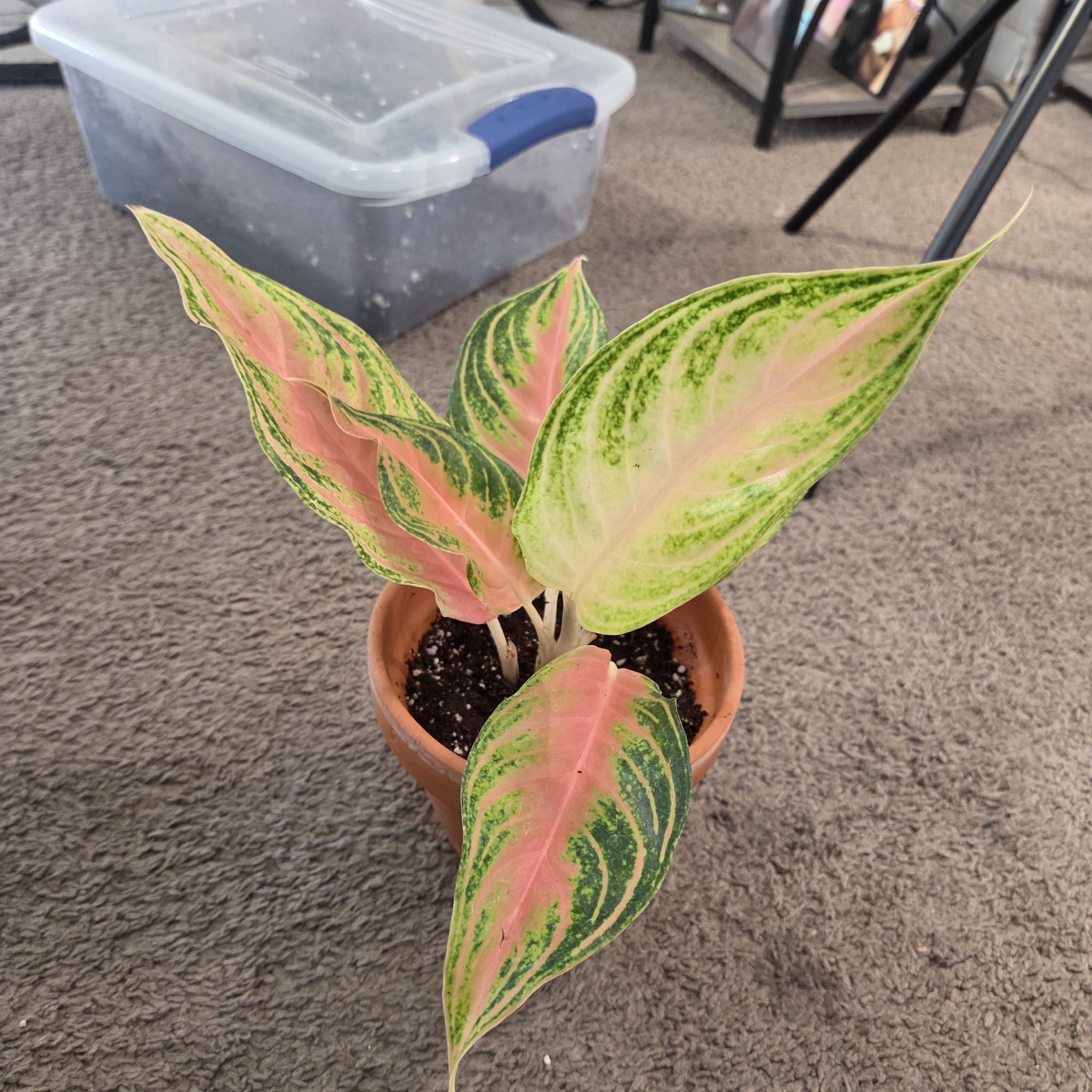 Photo of the plant species Pink Panama Chinese Evergreen by @NikkiBplantmom named EVANGELISTA on Greg, the plant care app