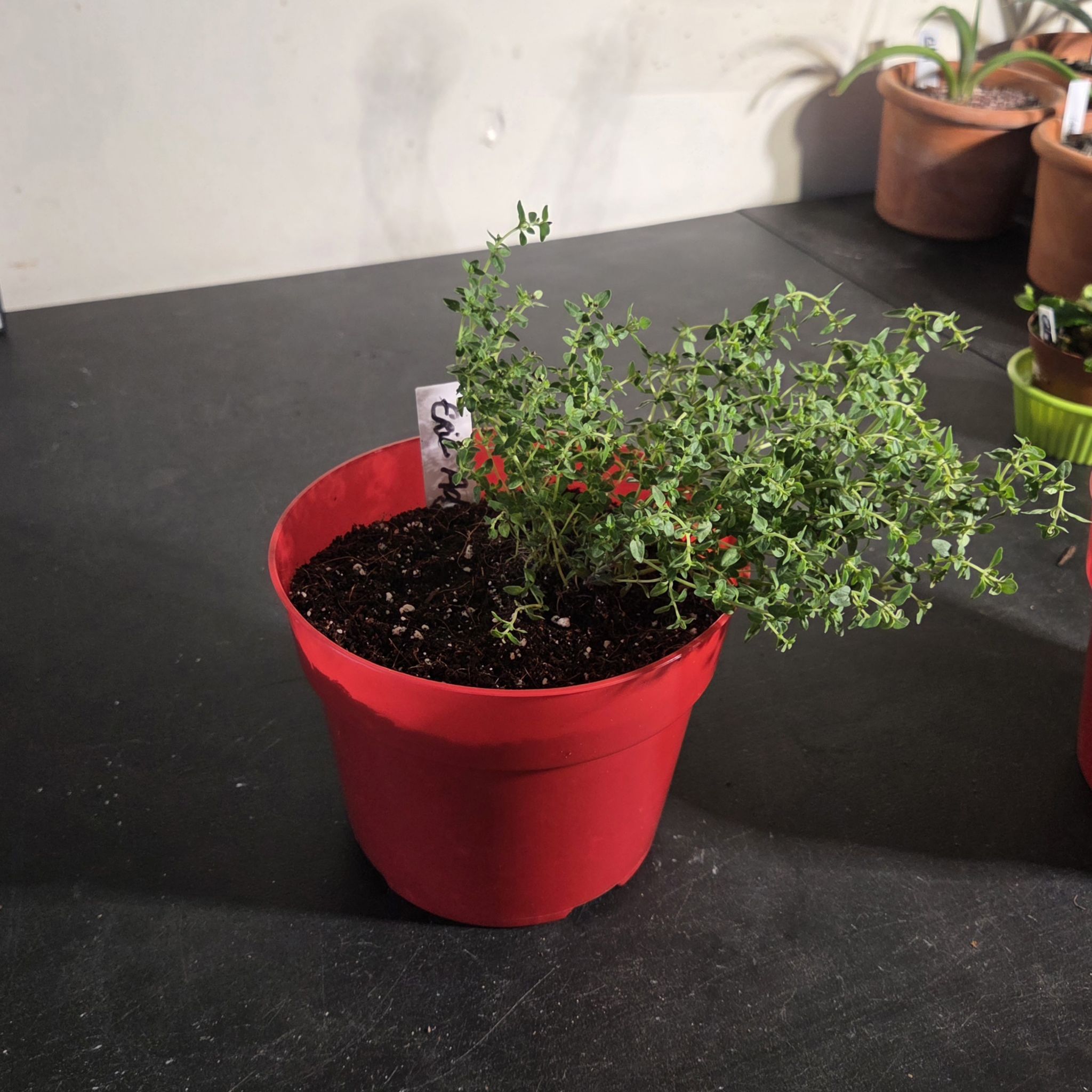 Photo of the plant species English Thyme by @NikkiBplantmom named ERIC ADJEPONG on Greg, the plant care app