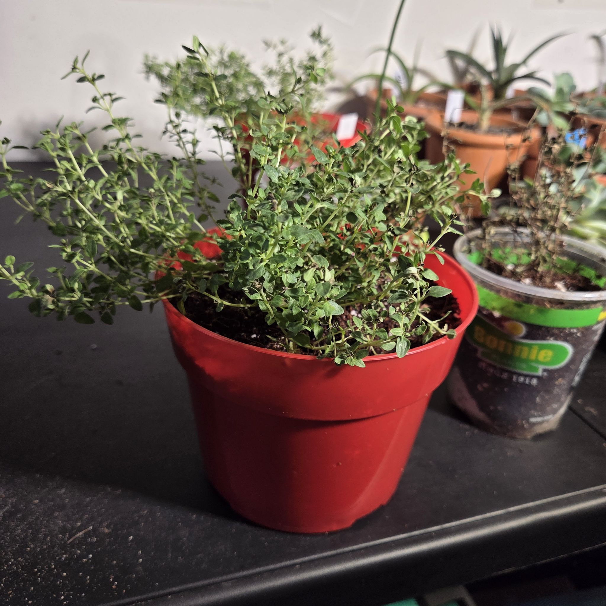 Photo of the plant species English Thyme by @NikkiBplantmom named ALEX G on Greg, the plant care app