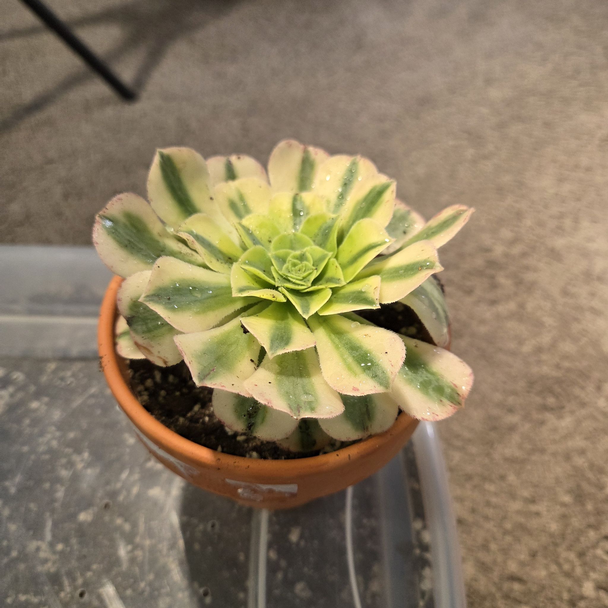 Photo of the plant species Aeonium 'Maybach' by @NikkiBplantmom named VENUS on Greg, the plant care app