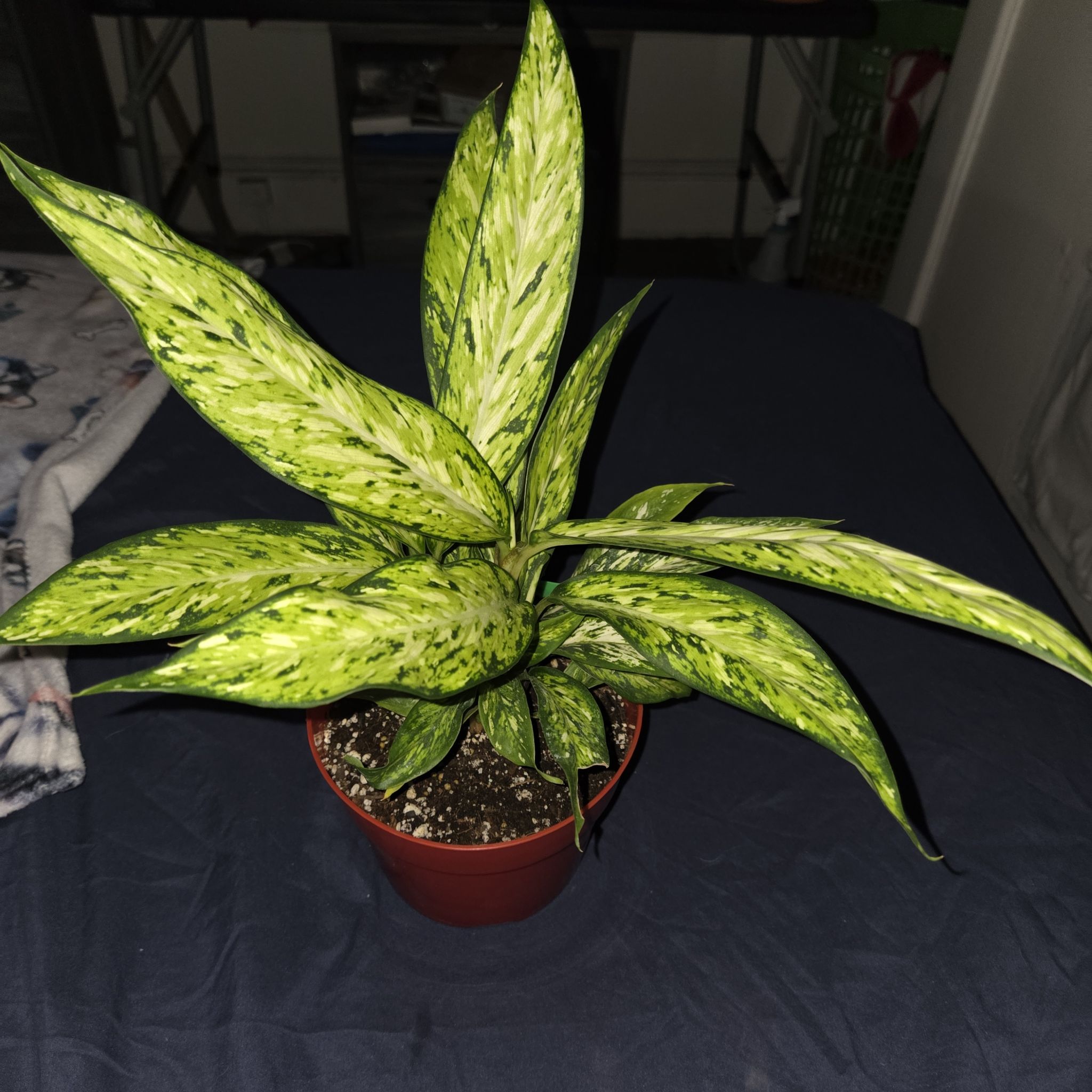 Photo of the plant species Dieffenbachia 'Starbright' by @NikkiBplantmom named O'REN ISHII on Greg, the plant care app