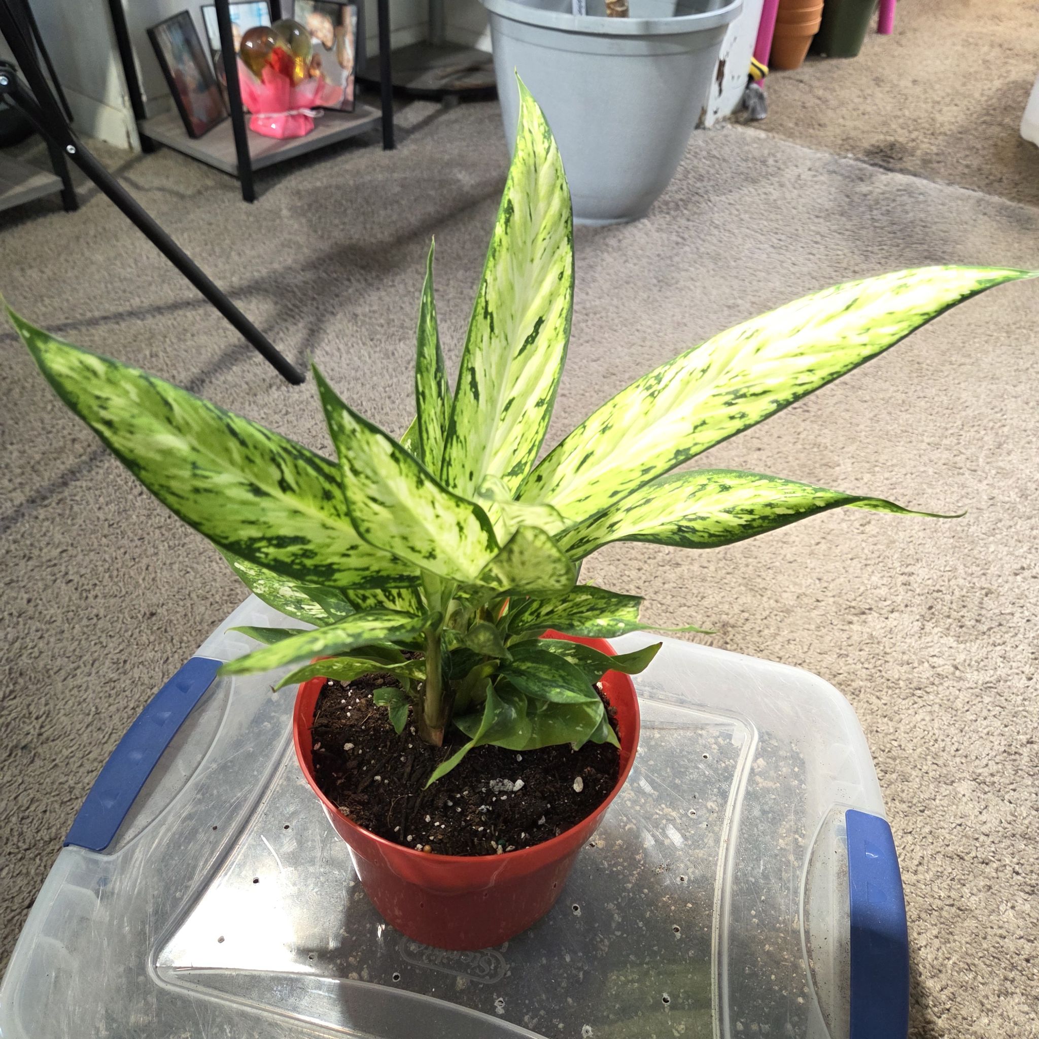 Photo of the plant species Dieffenbachia 'Starbright' by @NikkiBplantmom named SICARIO on Greg, the plant care app