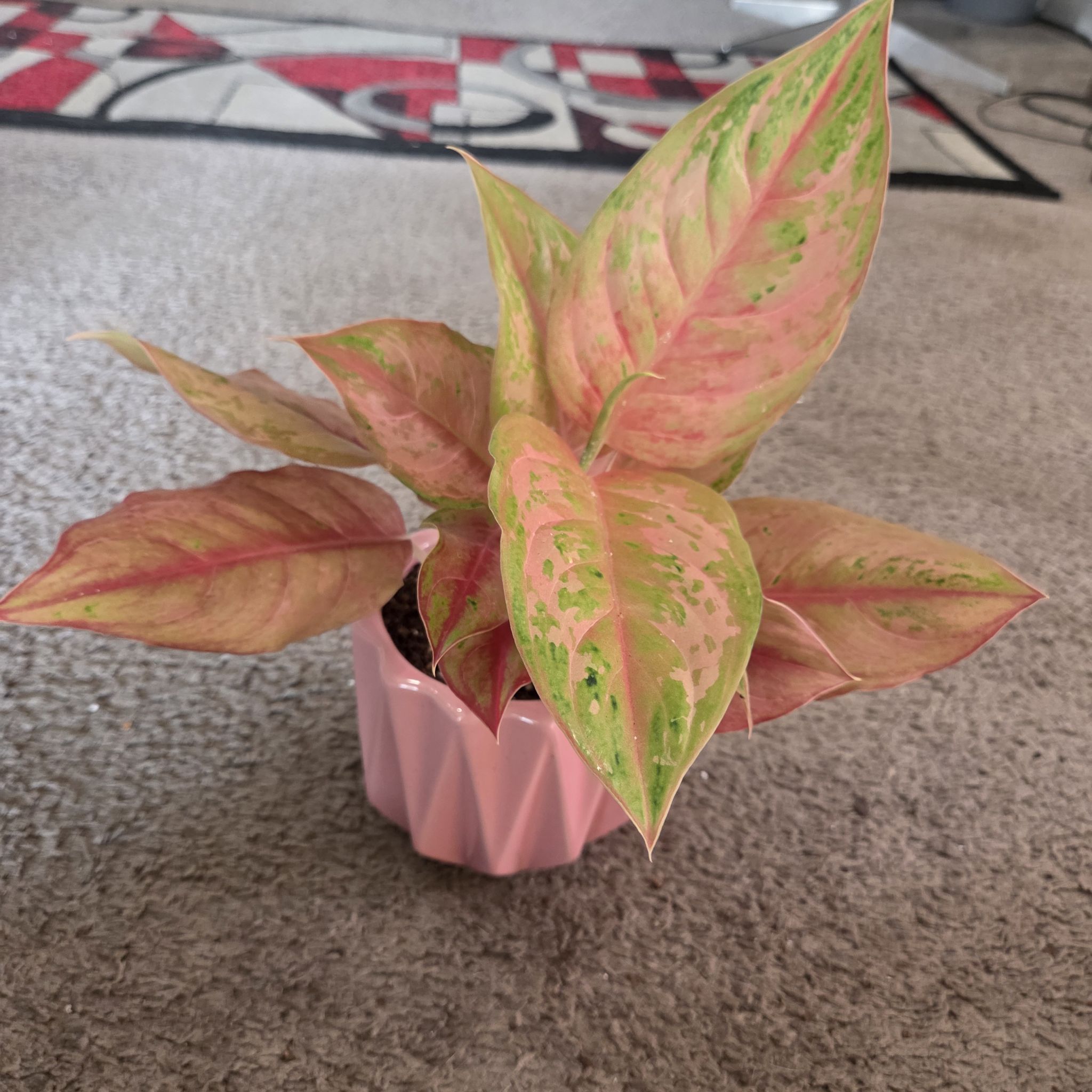 Photo of the plant species Aglaonema 'Prakai Phet' by @NikkiBplantmom named MIZUKI on Greg, the plant care app