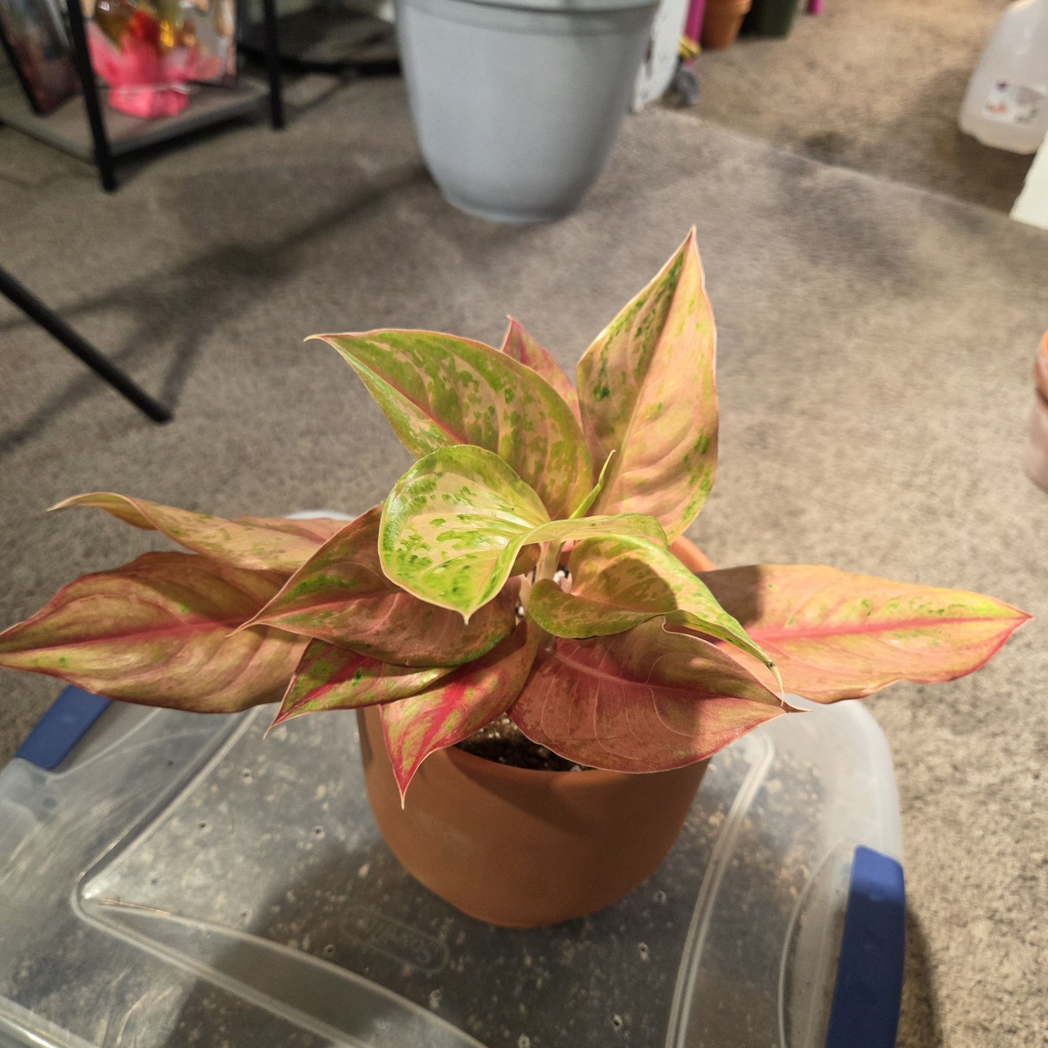 Photo of the plant species Aglaonema 'Prakai Phet' by @NikkiBplantmom named MIZUKI on Greg, the plant care app