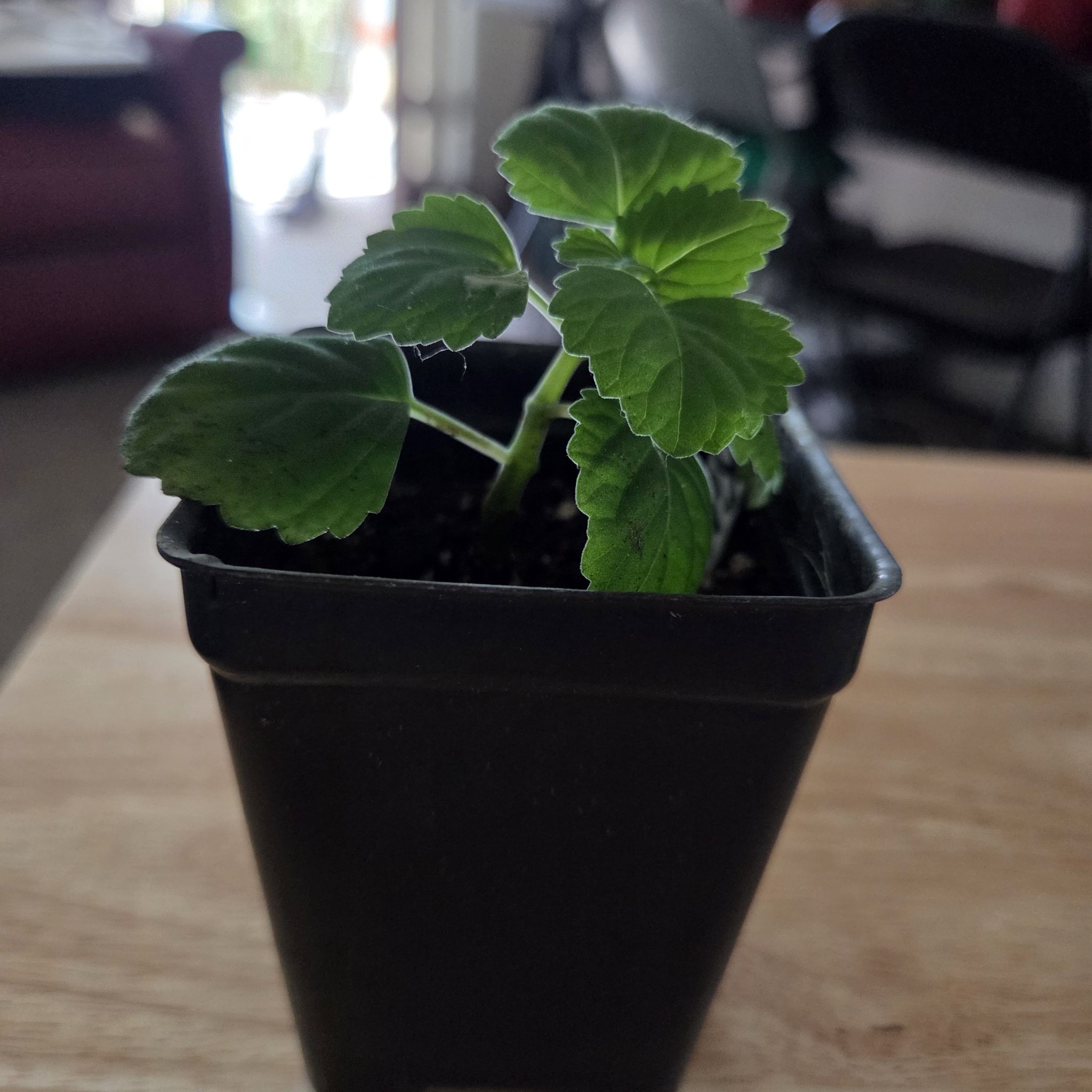 Photo of the plant species Plectranthus 'Album' by @NikkiBplantmom named RAKIM on Greg, the plant care app