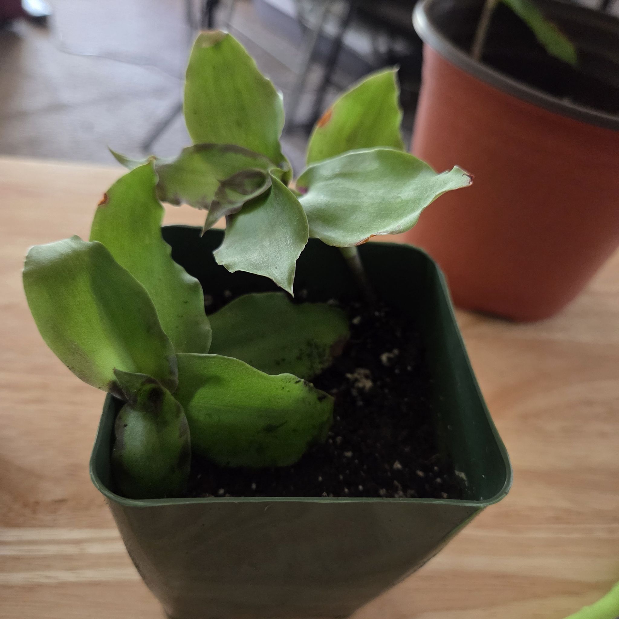 Photo of the plant species Dragon's Tail by @NikkiBplantmom named AVA on Greg, the plant care app