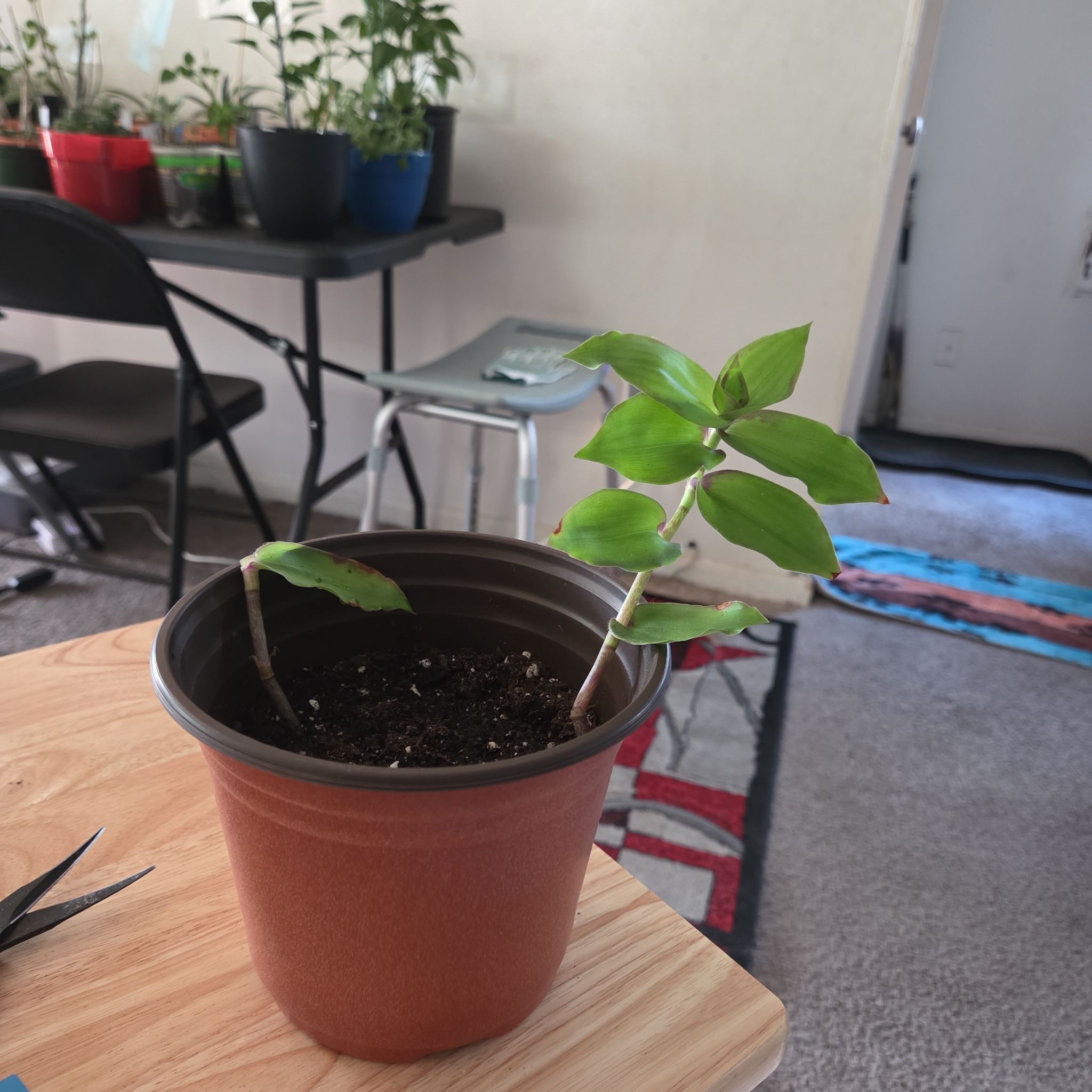Photo of the plant species Dragon's Tail by @NikkiBplantmom named SUMMER on Greg, the plant care app