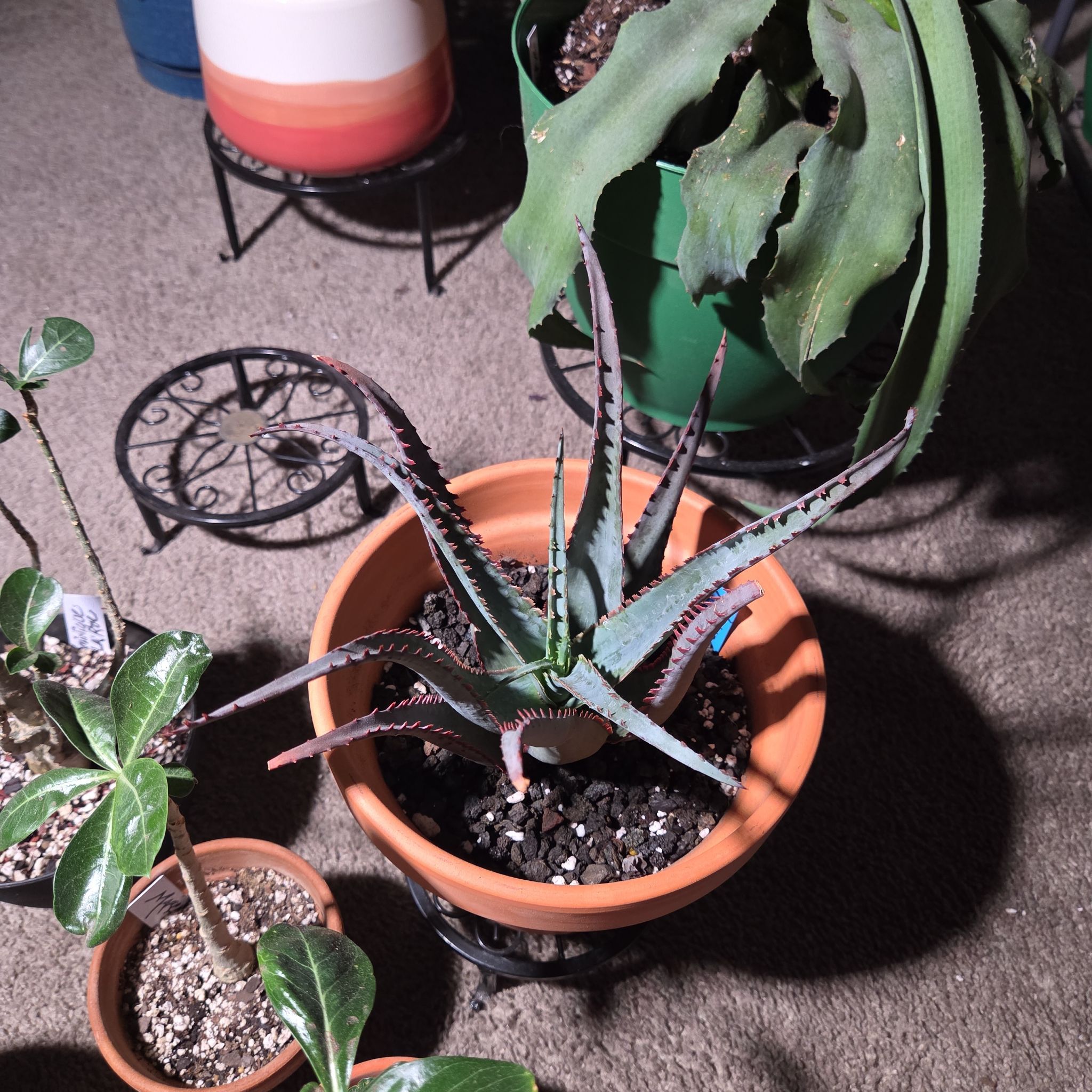 Photo of the plant species Aloe divaricata subsp. divaricata by @NikkiBplantmom named NZINGA on Greg, the plant care app