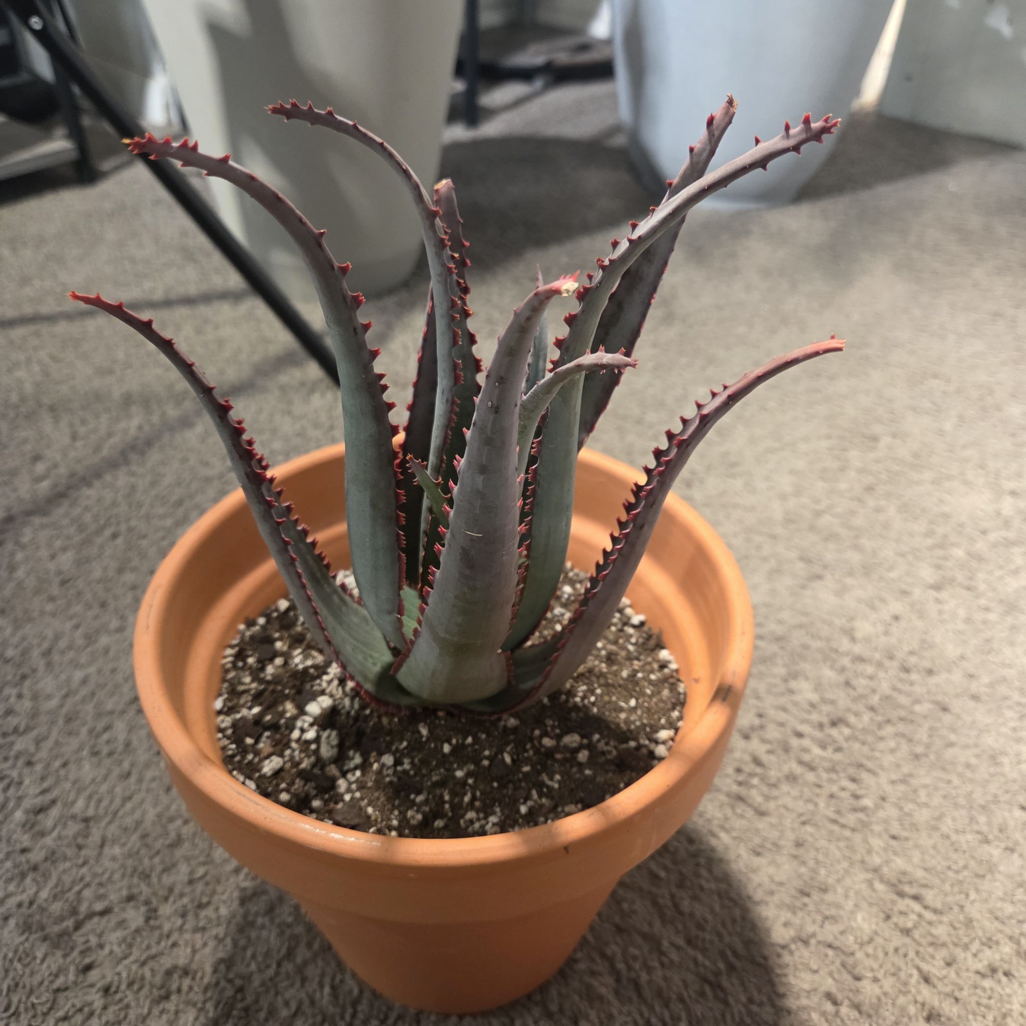Photo of the plant species Aloe divaricata subsp. divaricata by @NikkiBplantmom named NZINGA on Greg, the plant care app