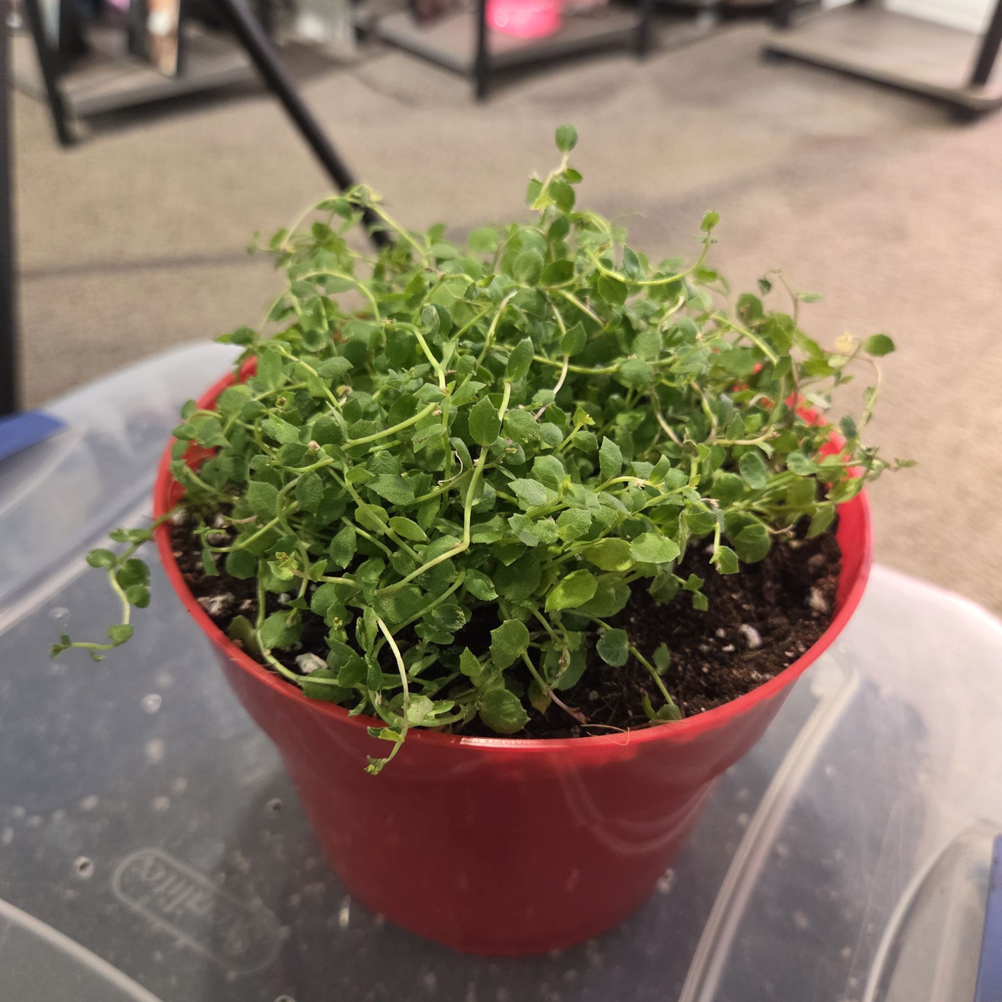 Photo of the plant species Blue Star Creeper by @NikkiBplantmom named ANNMARIE on Greg, the plant care app