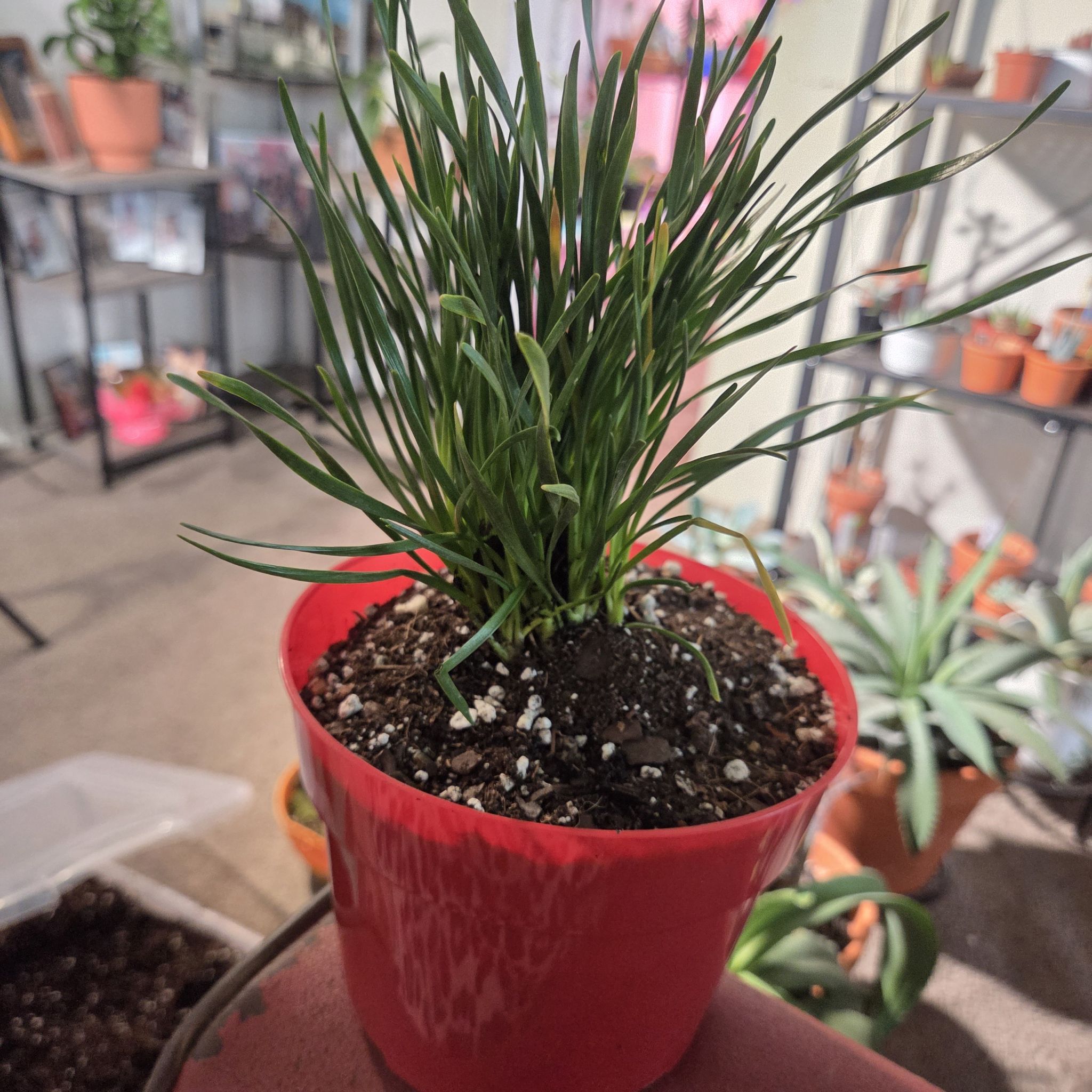 Photo of the plant species Millennium Ornamental Onion by @NikkiBplantmom named ZEPEDA on Greg, the plant care app