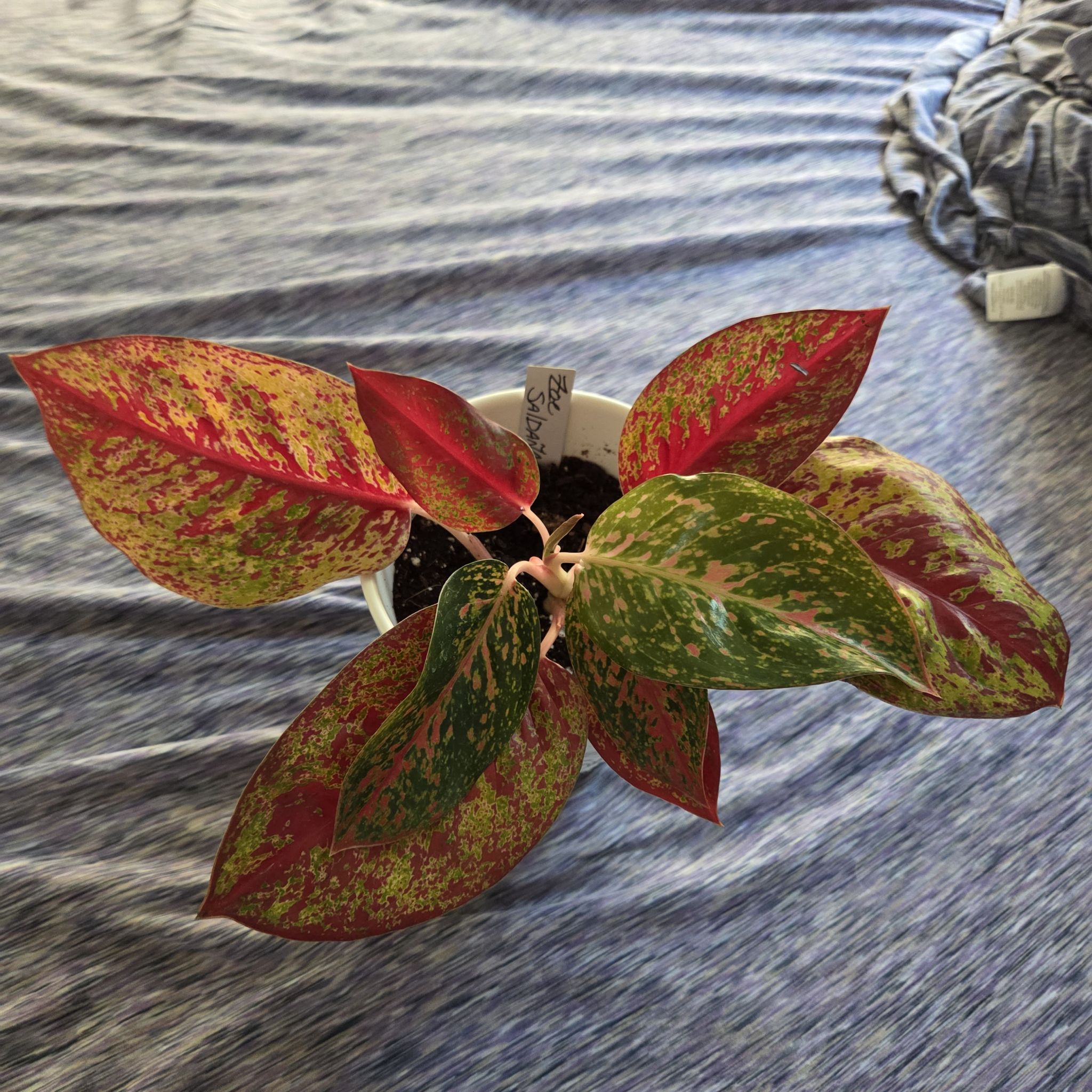 Photo of the plant species Red  Stardust by @NikkiBplantmom named ZOE SALDANA on Greg, the plant care app
