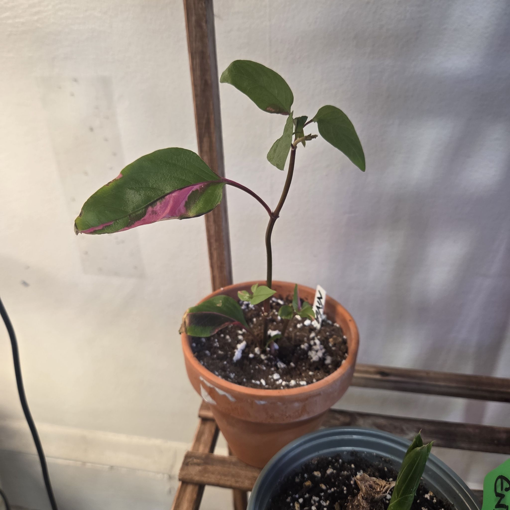 Photo of the plant species Party Time by @NikkiBplantmom named NIVIA on Greg, the plant care app