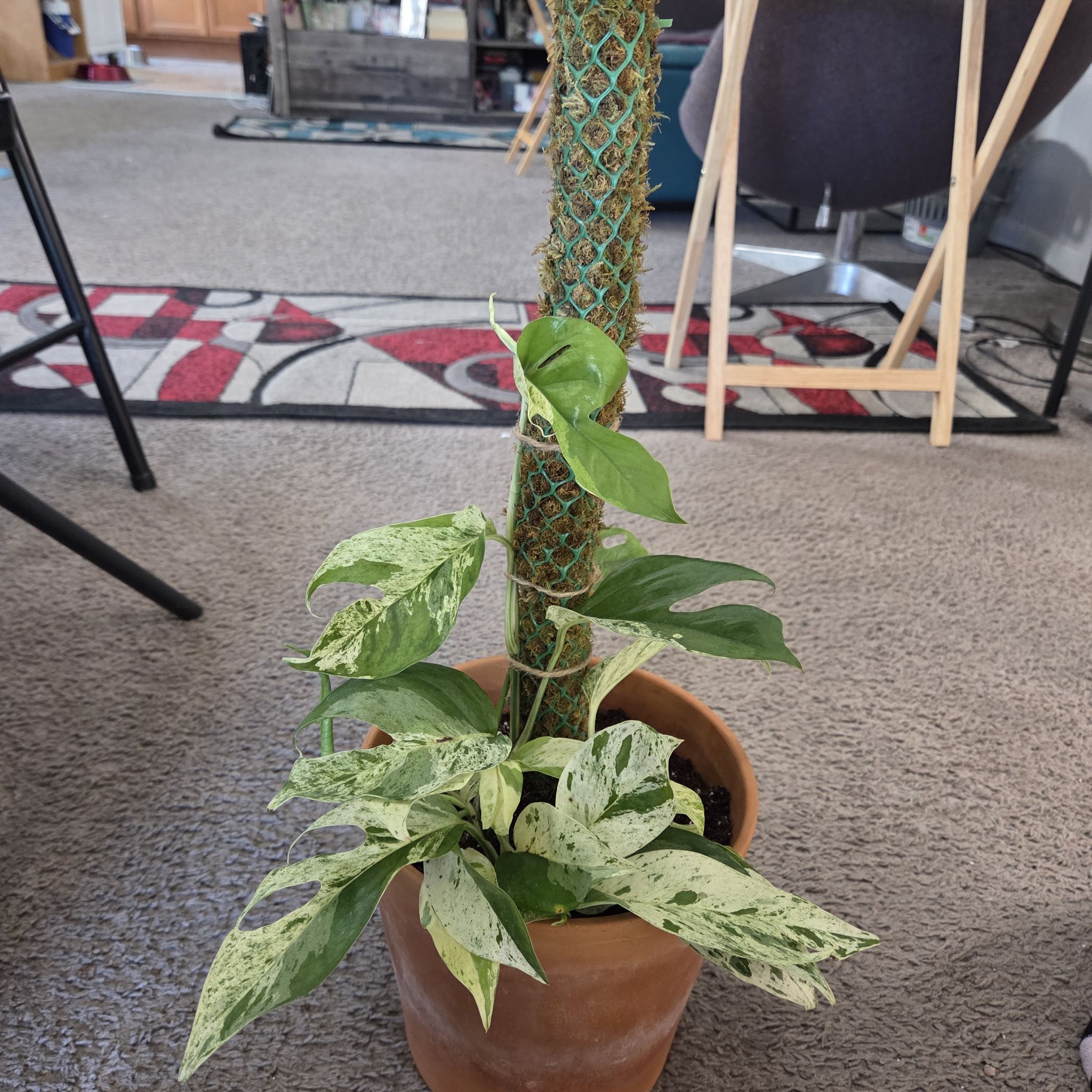Photo of the plant species Marble Epipremnum Pinnatum by @NikkiBplantmom named LOLA FALANA on Greg, the plant care app