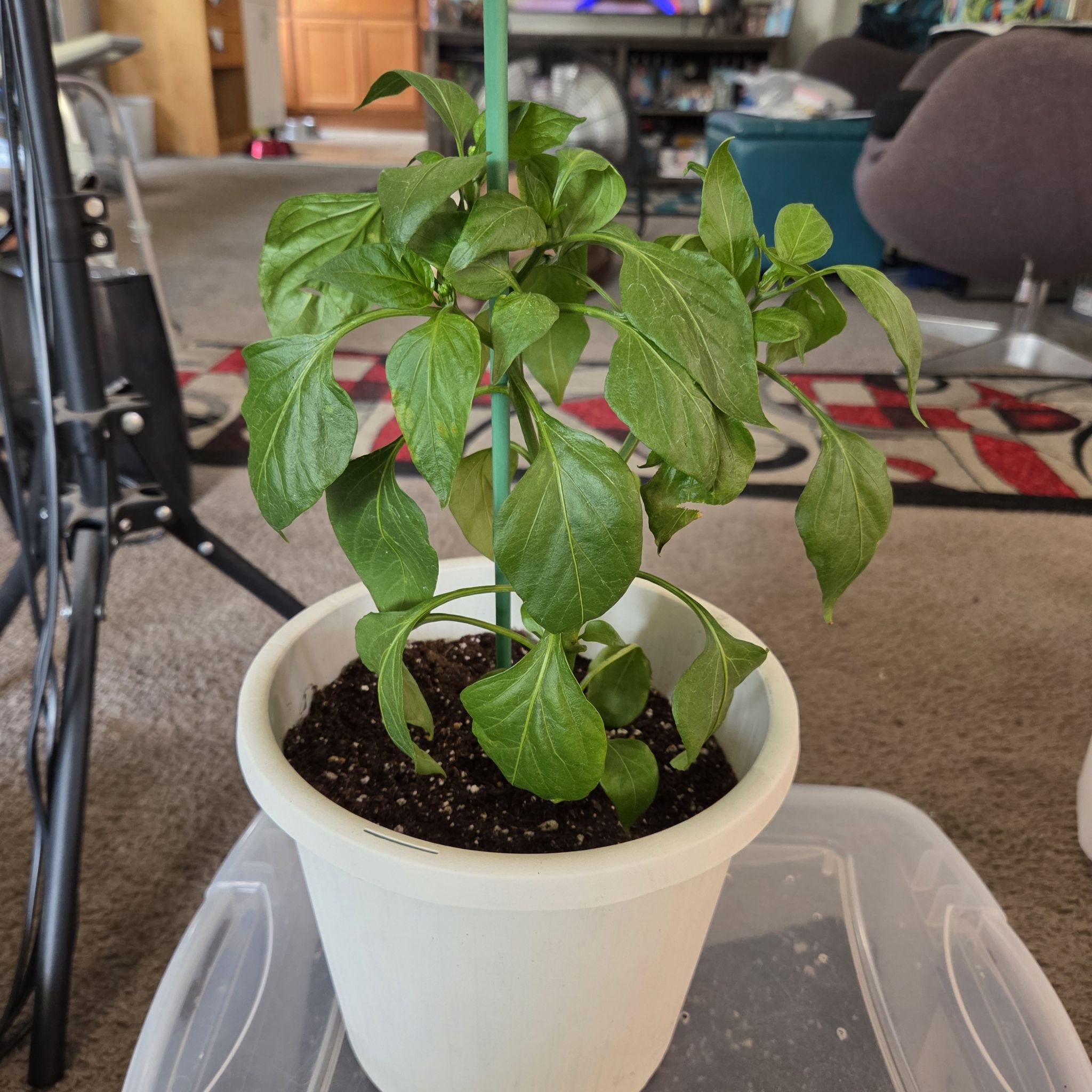 Photo of the plant species Lunchbox Yellow Pepper by @NikkiBplantmom named ANTONIA LAFASO on Greg, the plant care app