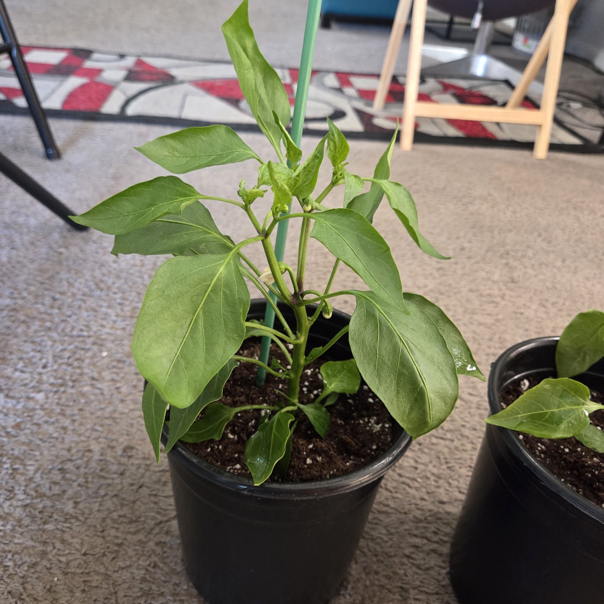 Photo of the plant species Lunchbox Yellow Pepper by @NikkiBplantmom named ANTONIA LAFASO on Greg, the plant care app