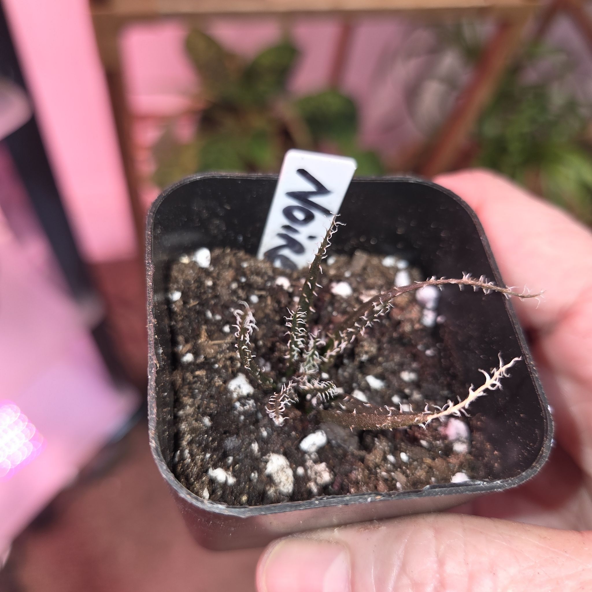 Photo of the plant species Black Haworthia by @NikkiBplantmom named NOIRE' on Greg, the plant care app