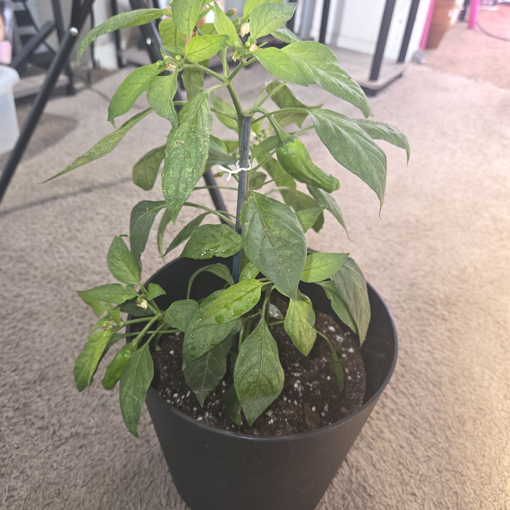 Photo of the plant species Sweet Pepper 'Shishito' by @NikkiBplantmom named JET TILA on Greg, the plant care app