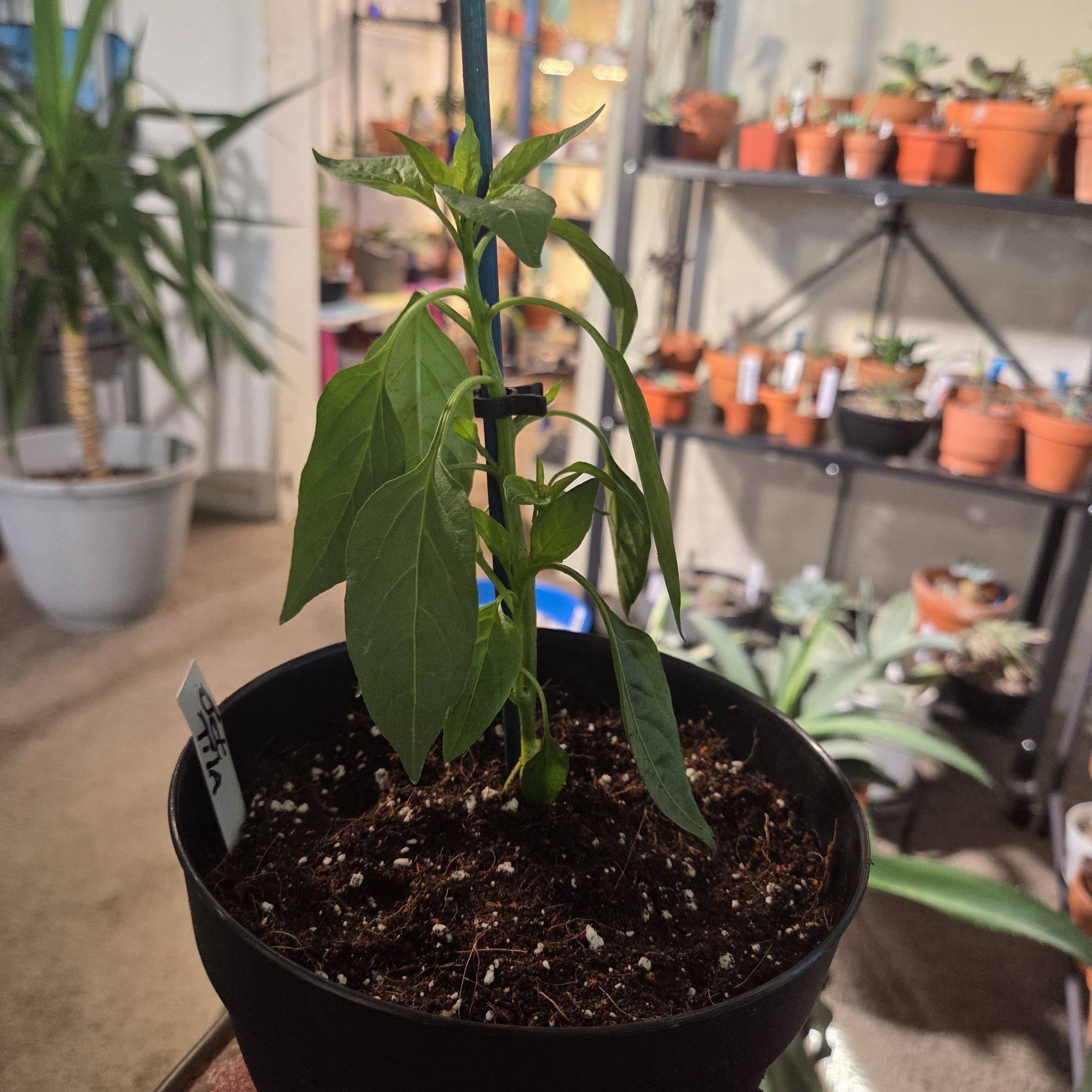Photo of the plant species Sweet Pepper 'Shishito' by @NikkiBplantmom named JET TILA on Greg, the plant care app