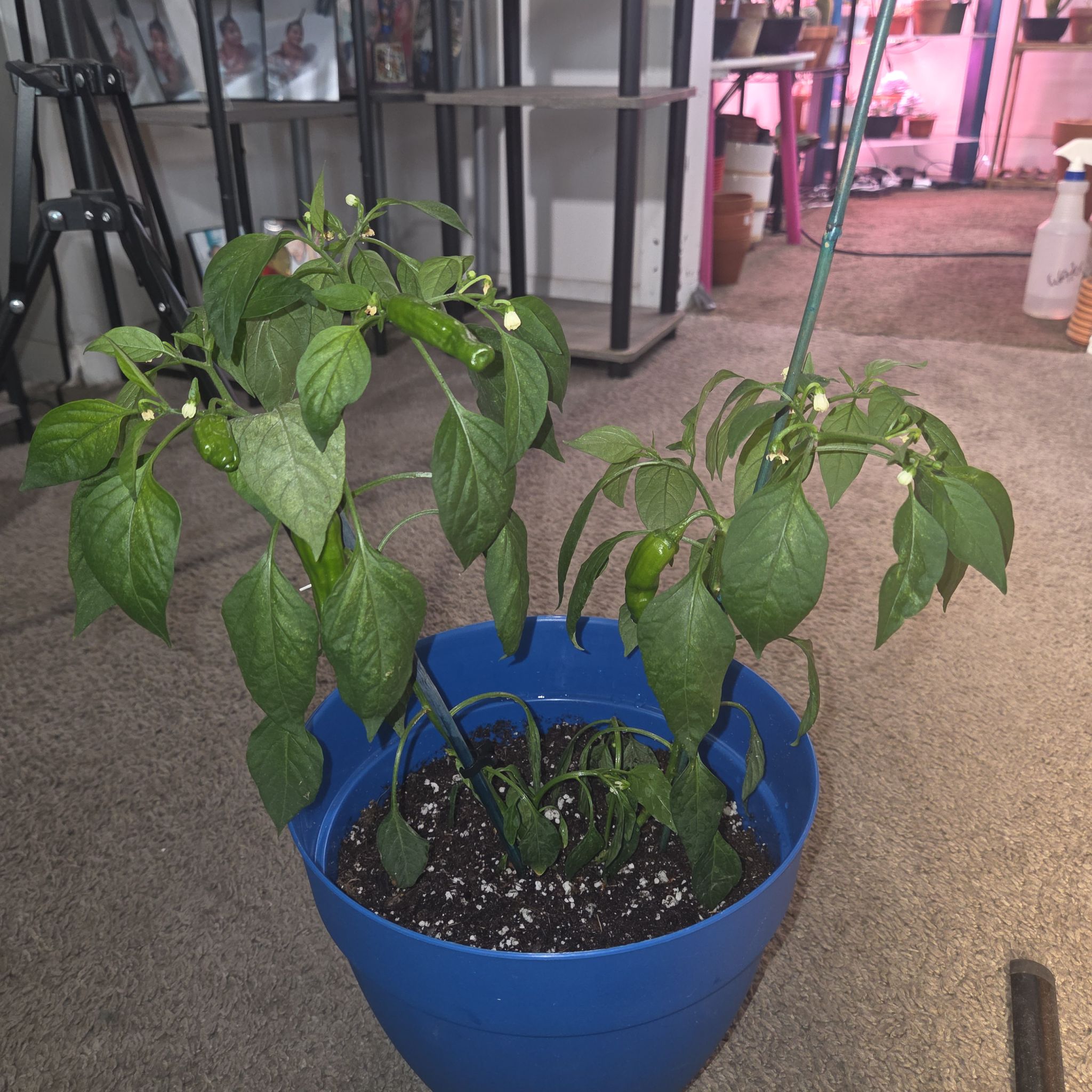 Photo of the plant species Sweet Pepper 'Shishito' by @NikkiBplantmom named CHRIS OH on Greg, the plant care app