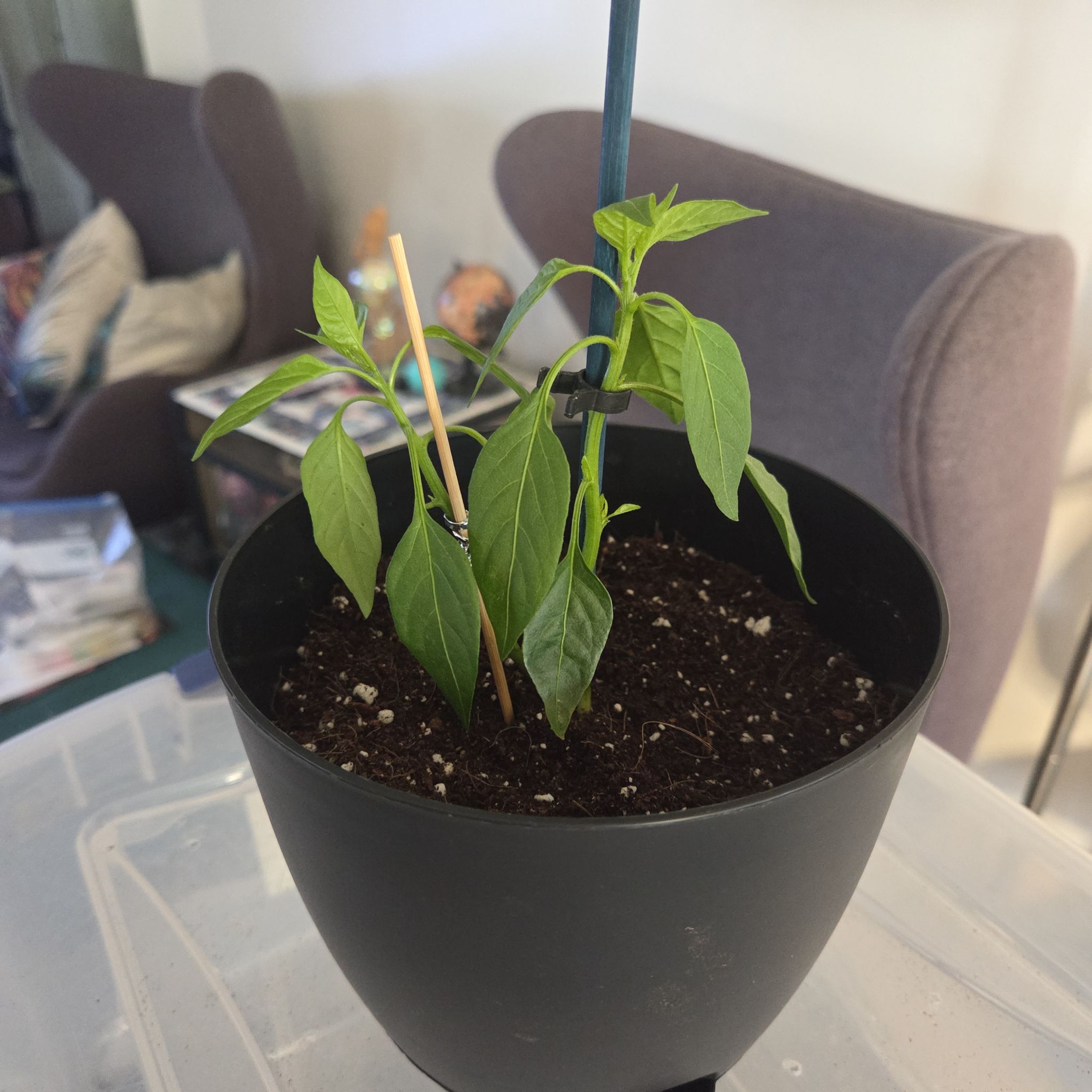 Photo of the plant species Sweet Pepper 'Shishito' by @NikkiBplantmom named CHRIS OH on Greg, the plant care app