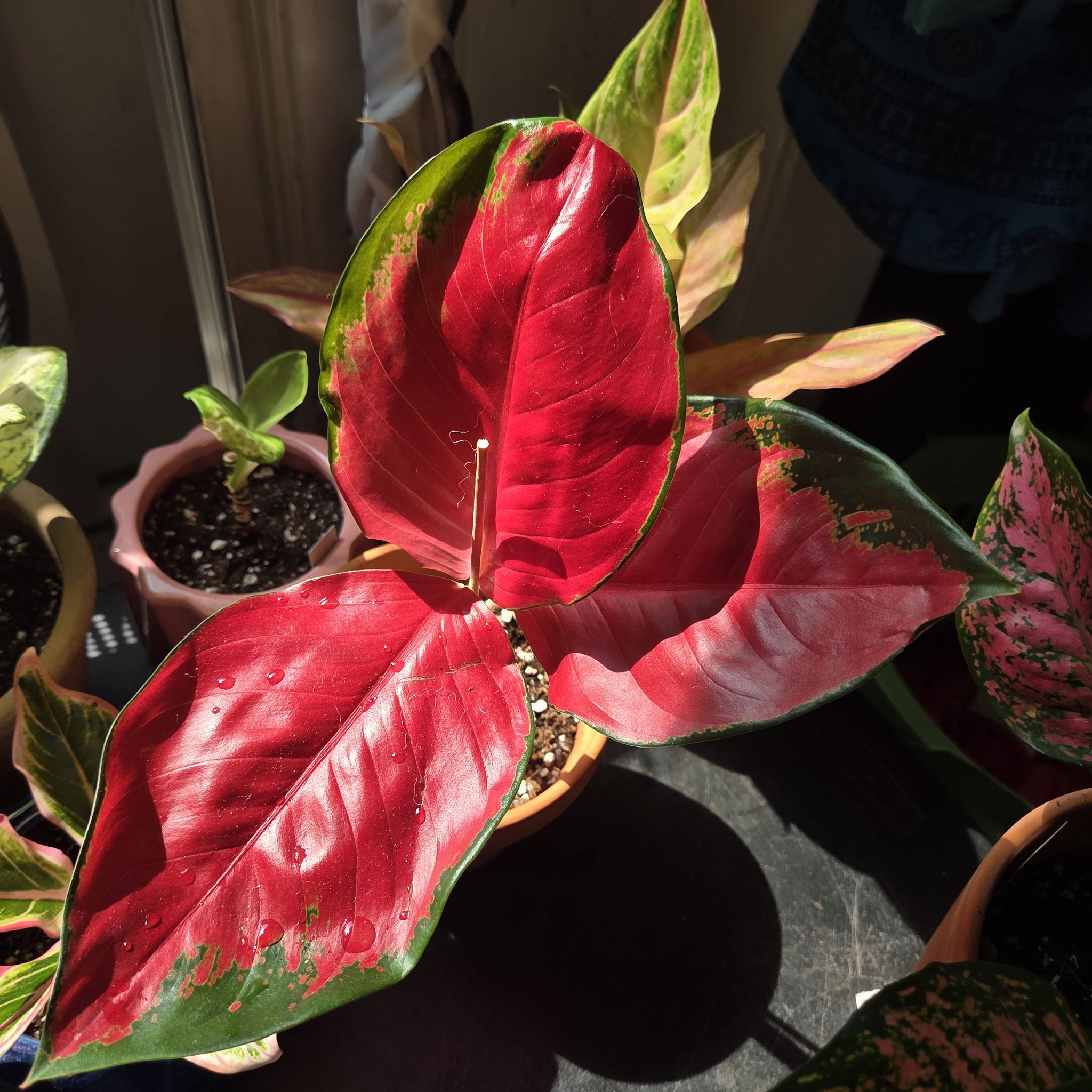 Photo of the plant species Suksom Jaipong Aglaonema by @NikkiBplantmom named KARRUECHE TRAN on Greg, the plant care app