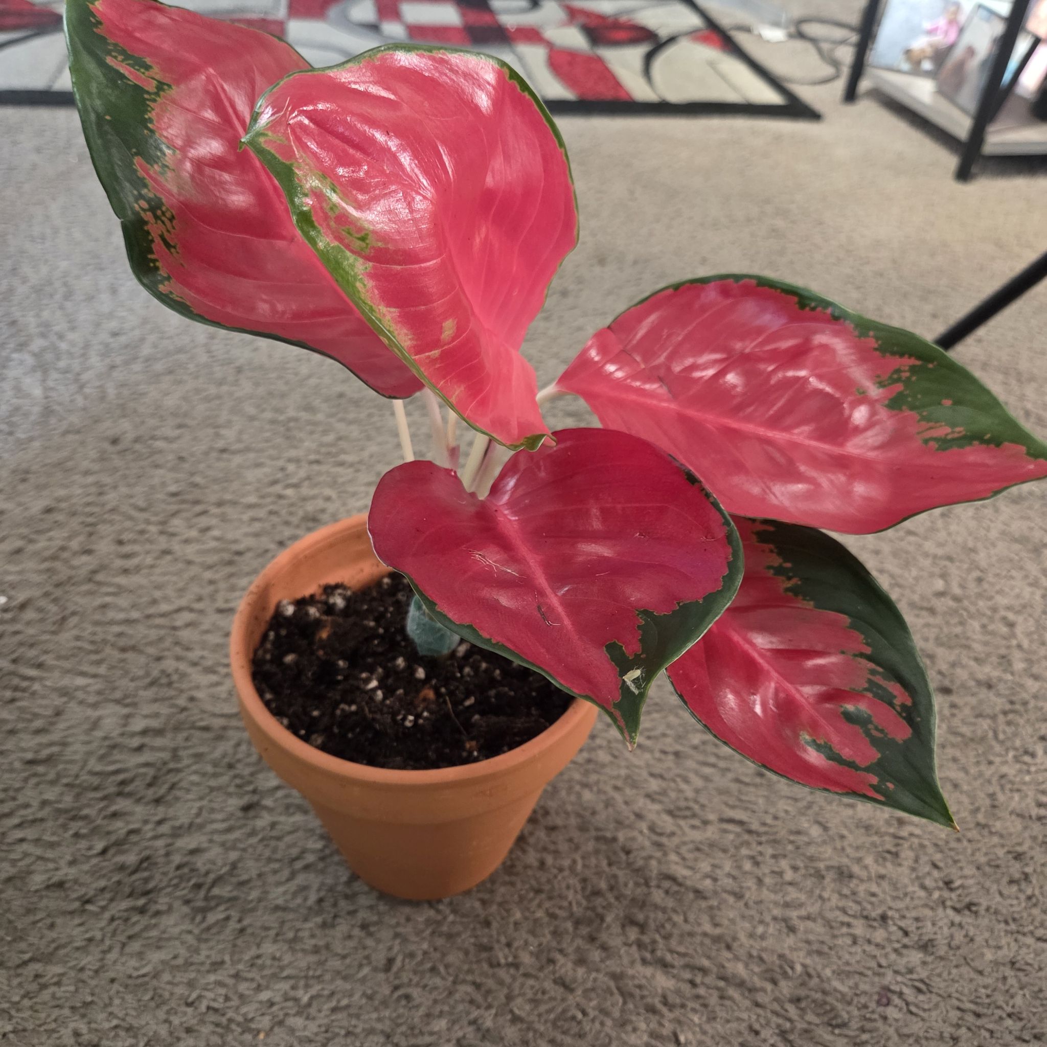 Photo of the plant species Suksom Jaipong Aglaonema by @NikkiBplantmom named KARRUECHE TRAN on Greg, the plant care app