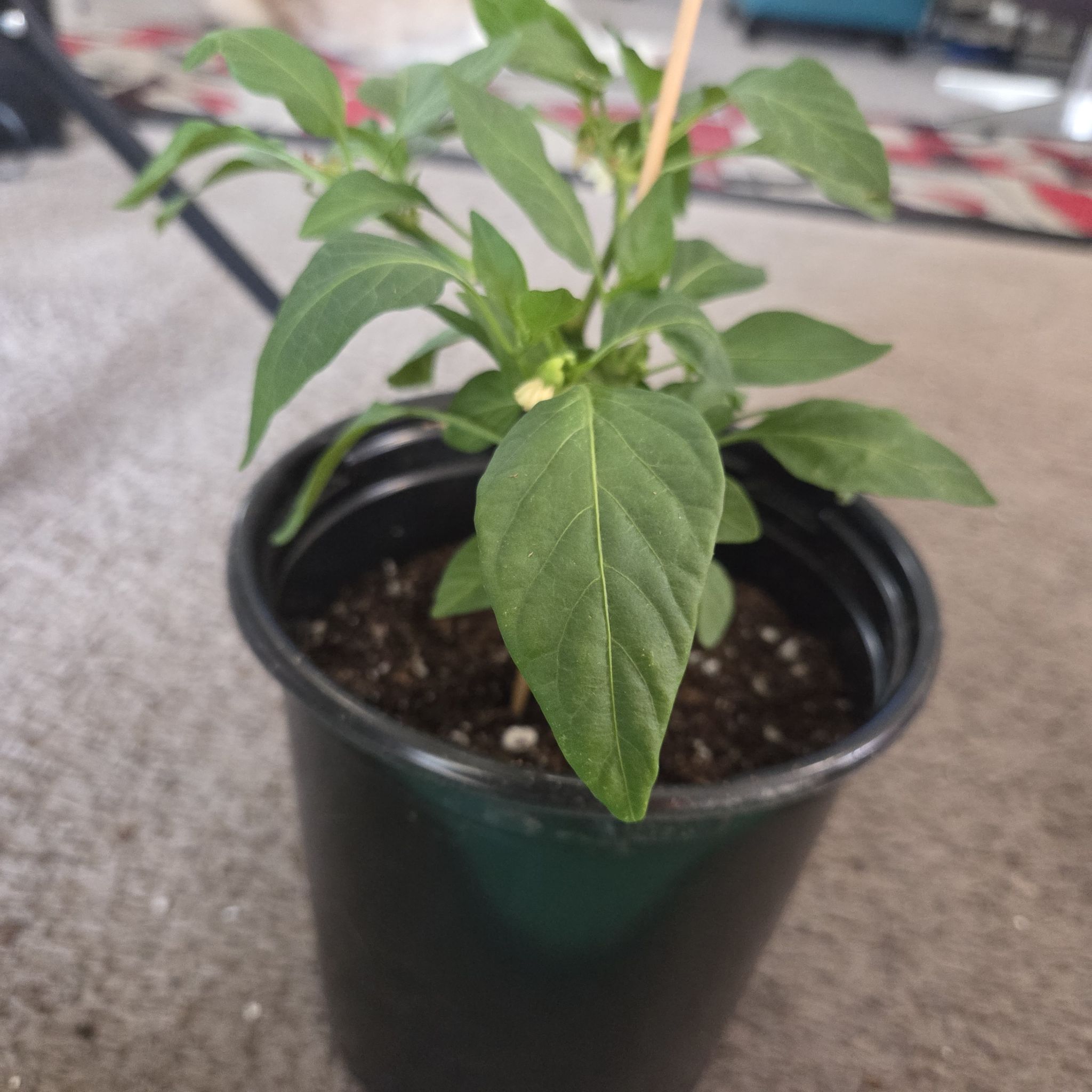 Photo of the plant species Capsicum 'Cajun Belle' by @NikkiBplantmom named SAMUEL JACKSON on Greg, the plant care app
