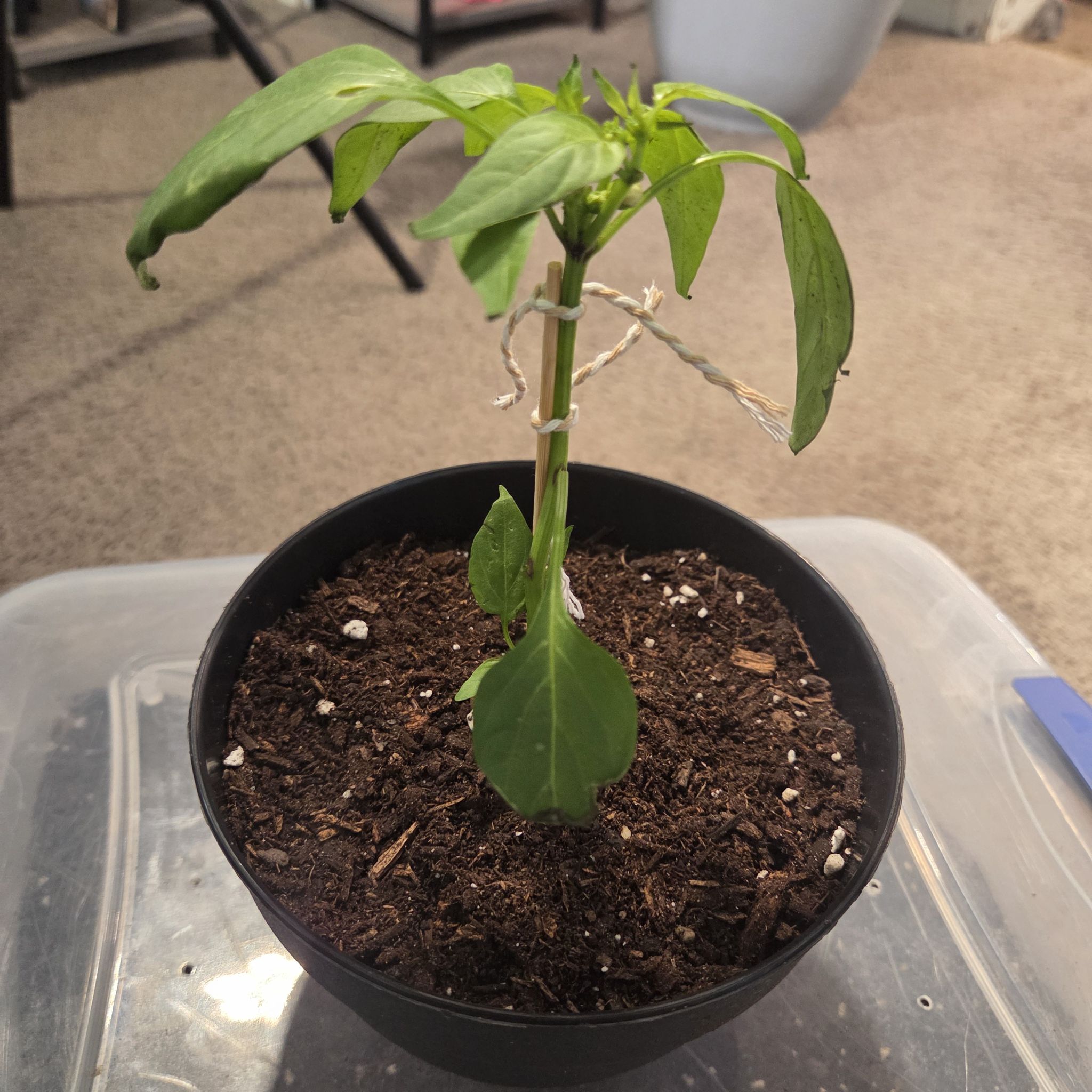 Photo of the plant species Capsicum 'Cajun Belle' by @NikkiBplantmom named Cajun belle peppers on Greg, the plant care app