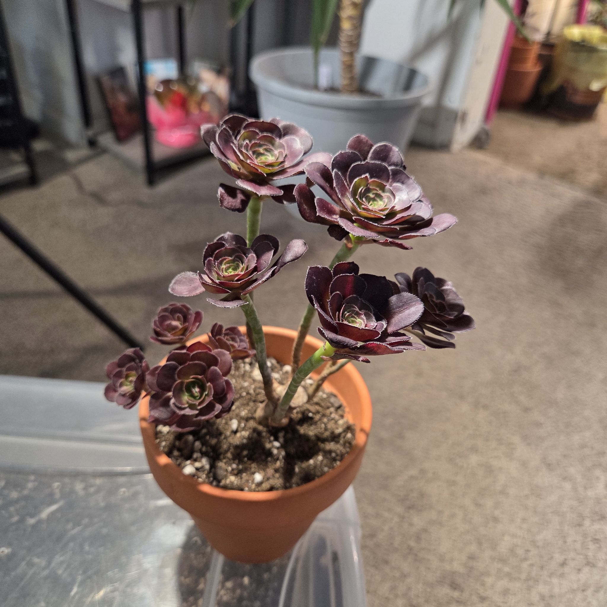 Photo of the plant species Aeonium 'Sunset Glow' by @NikkiBplantmom named LUXOR on Greg, the plant care app