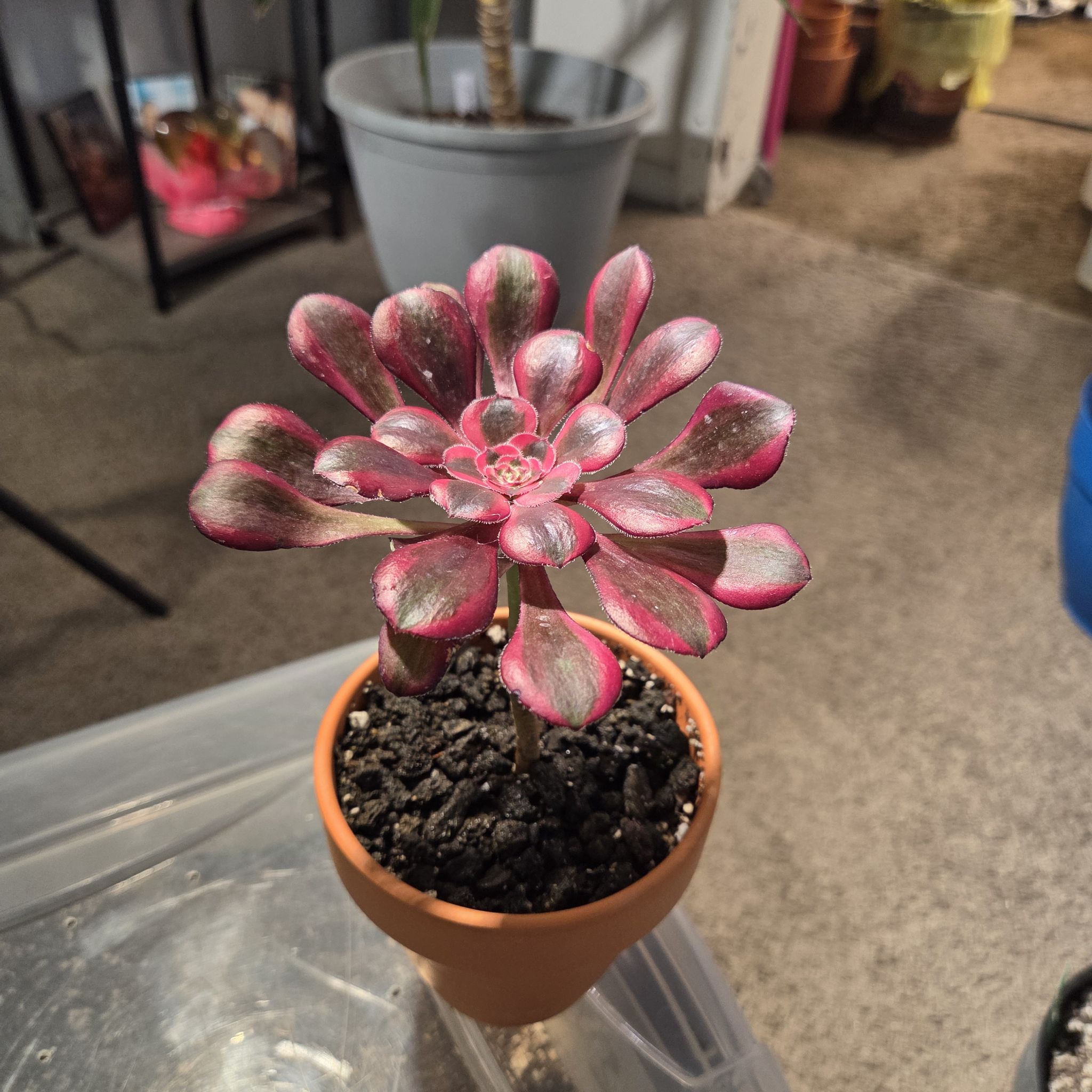 Photo of the plant species Aeonium 'Chanel' by @NikkiBplantmom named ATHENA on Greg, the plant care app