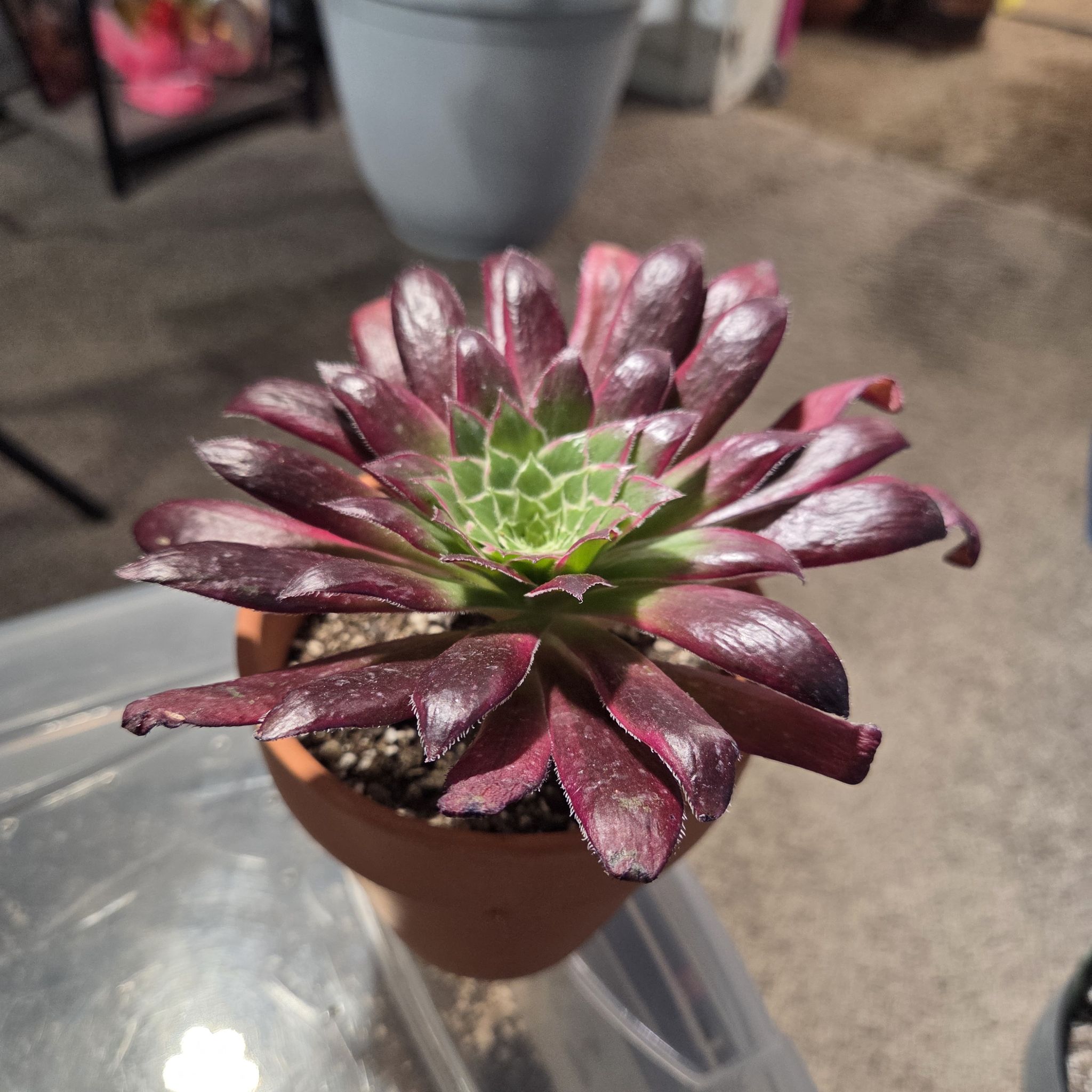 Photo of the plant species Aeonium 'Suzaku' by @NikkiBplantmom named AKEMI on Greg, the plant care app
