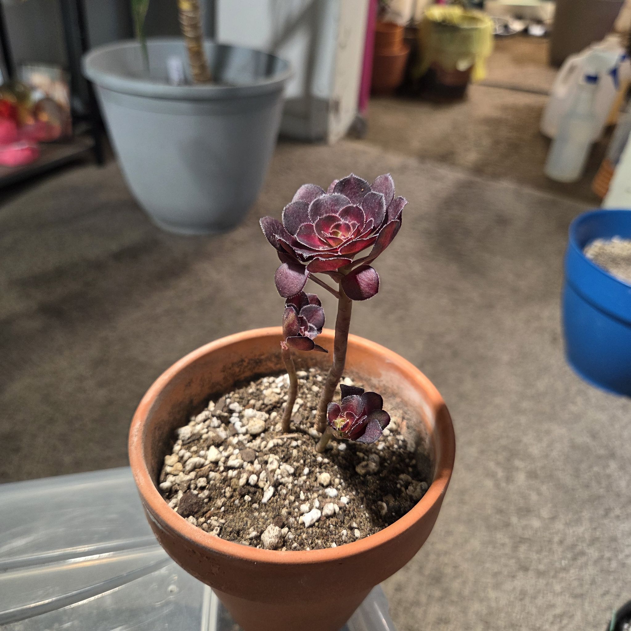 Photo of the plant species Aeonium 'Sunset Glow' by @NikkiBplantmom named JOSEPHINE BAKER on Greg, the plant care app