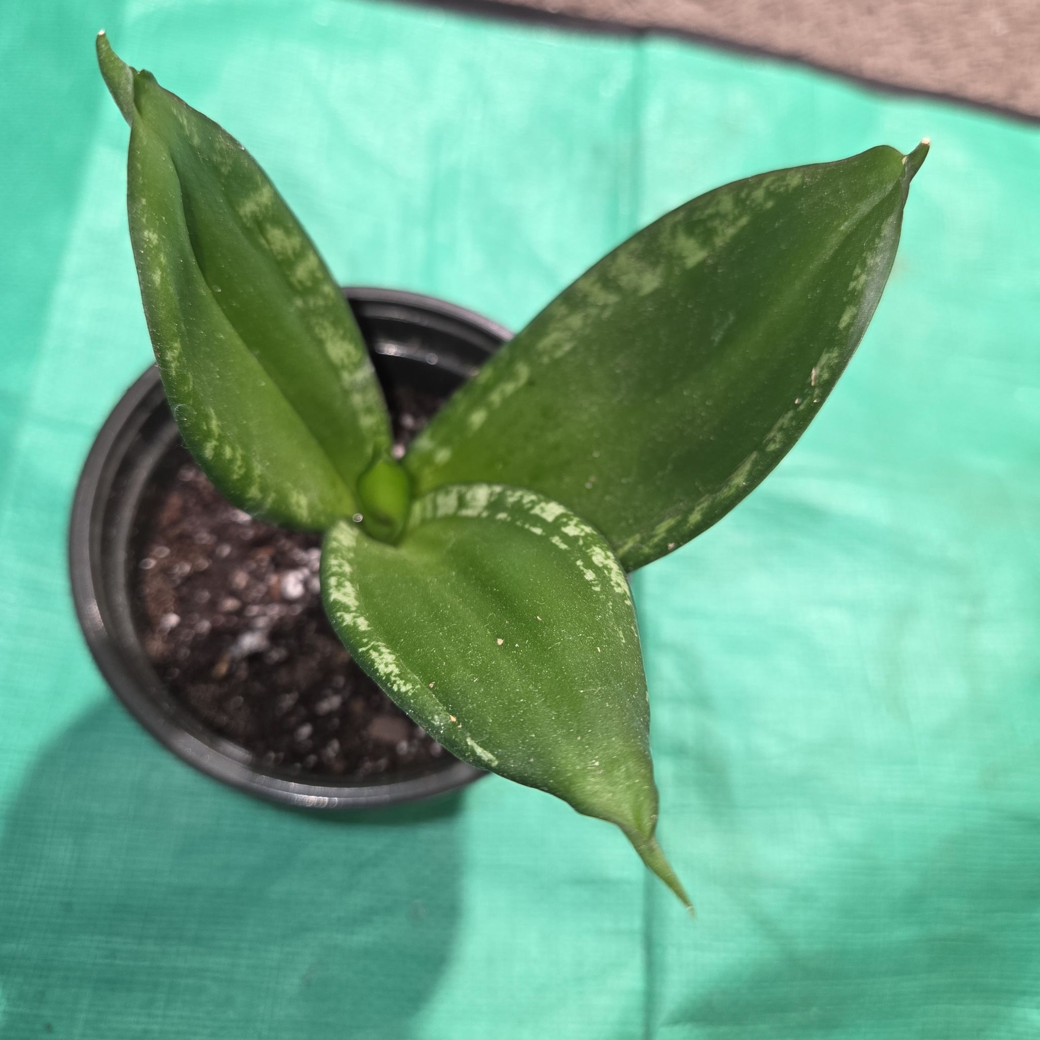 Photo of the plant species Whitney Sansevieria by @NikkiBplantmom named JOSEPHINE BAKER on Greg, the plant care app