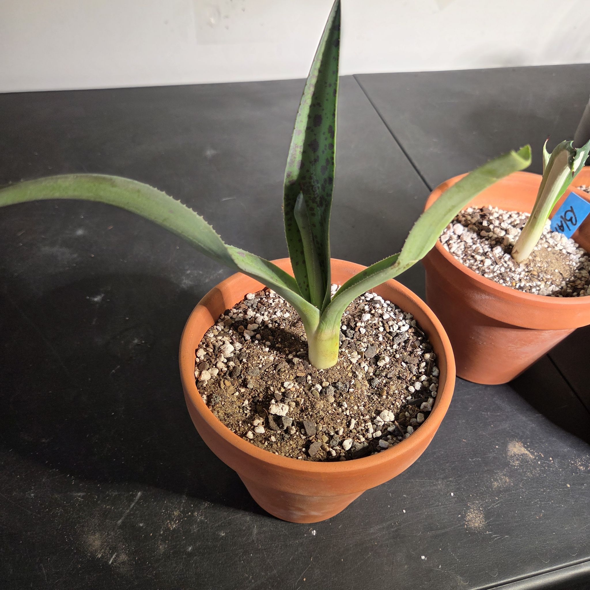 Photo of the plant species Mangave 'Aztec King' by @NikkiBplantmom named MOCTEZUMA on Greg, the plant care app