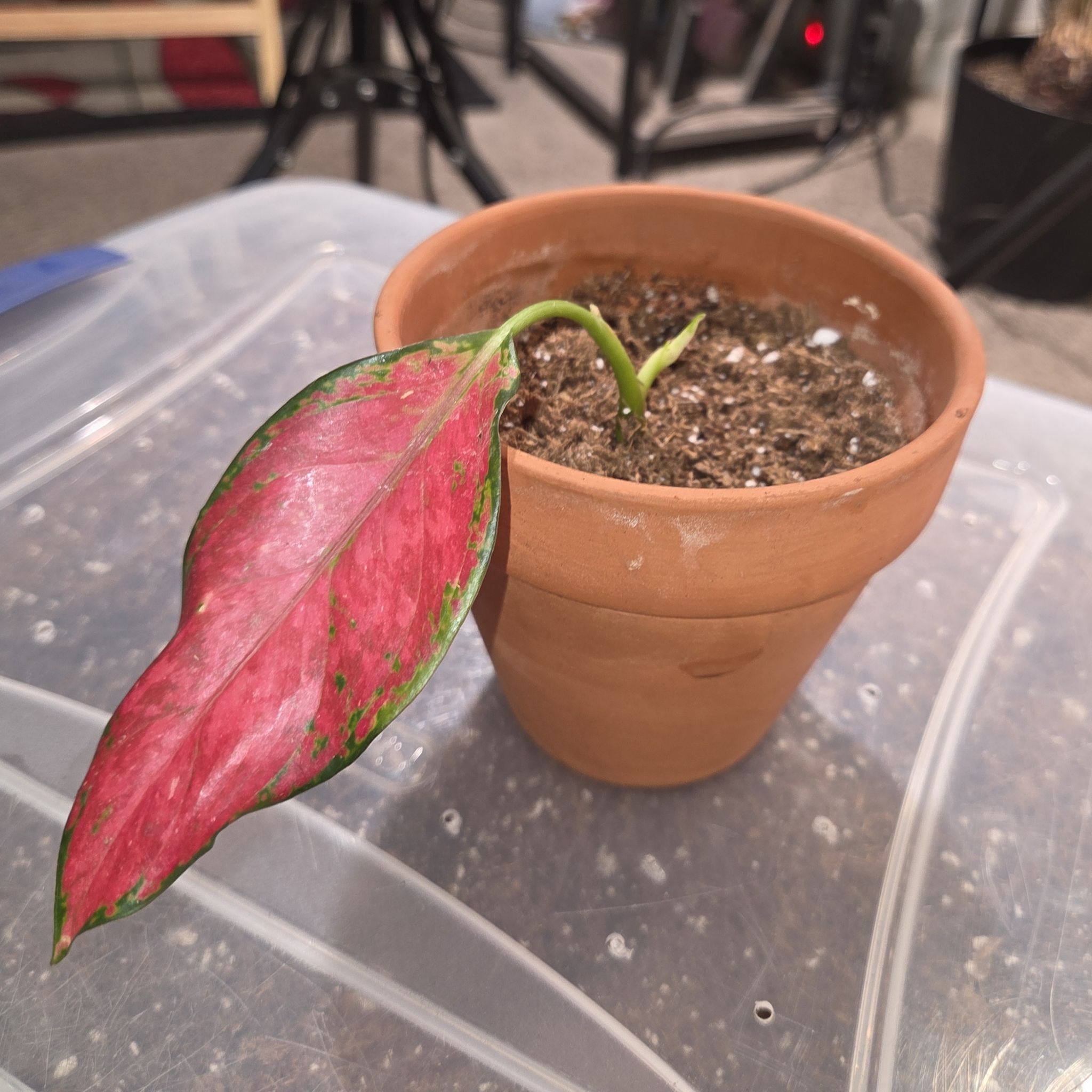 Photo of the plant species Assorted Aglaonema by @NikkiBplantmom named CARMEN JONES on Greg, the plant care app