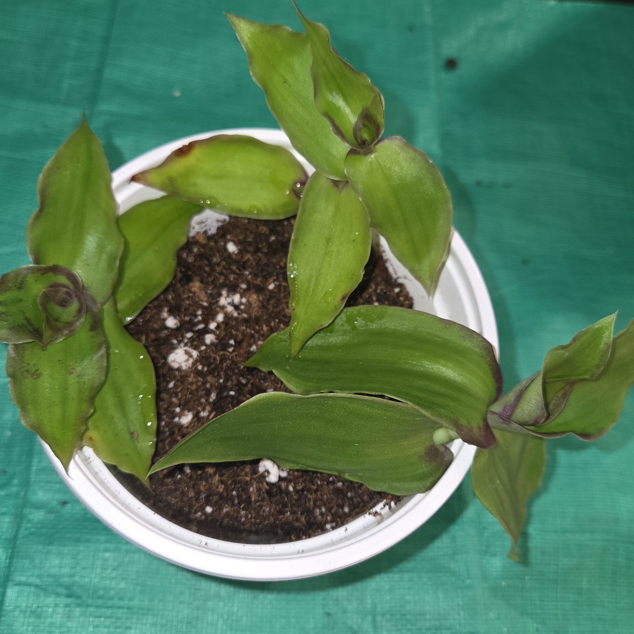 Photo of the plant species Dragon's Tail by @NikkiBplantmom named INEZ on Greg, the plant care app