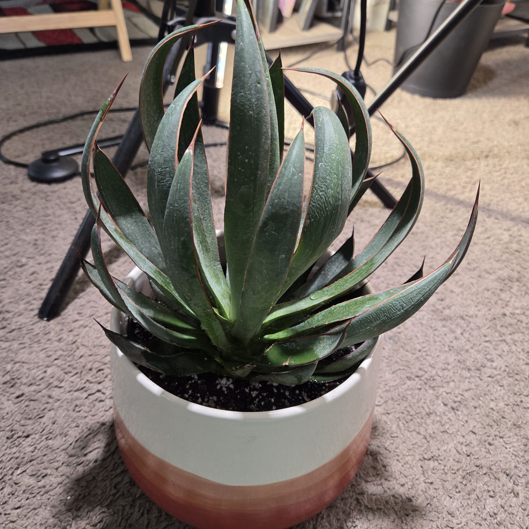 Photo of the plant species Praying Hands Mangave by @NikkiBplantmom named EGYPT on Greg, the plant care app