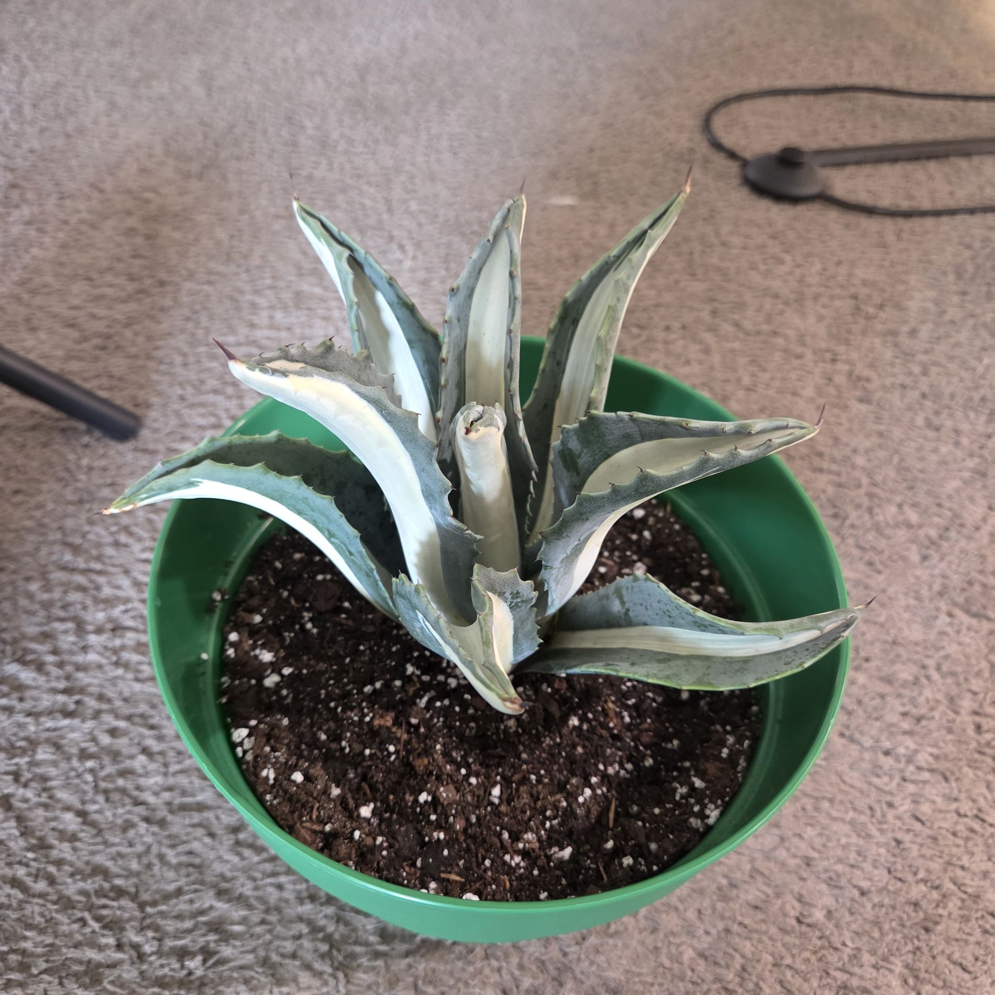 Photo of the plant species Agave americana medio-picta 'Alba' by @NikkiBplantmom named BLANCO on Greg, the plant care app