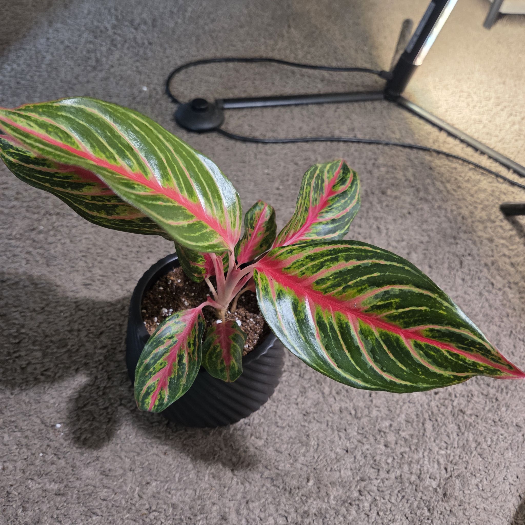 Photo of the plant species Agloanema Garnet Coltrane by @NikkiBplantmom named CREE on Greg, the plant care app