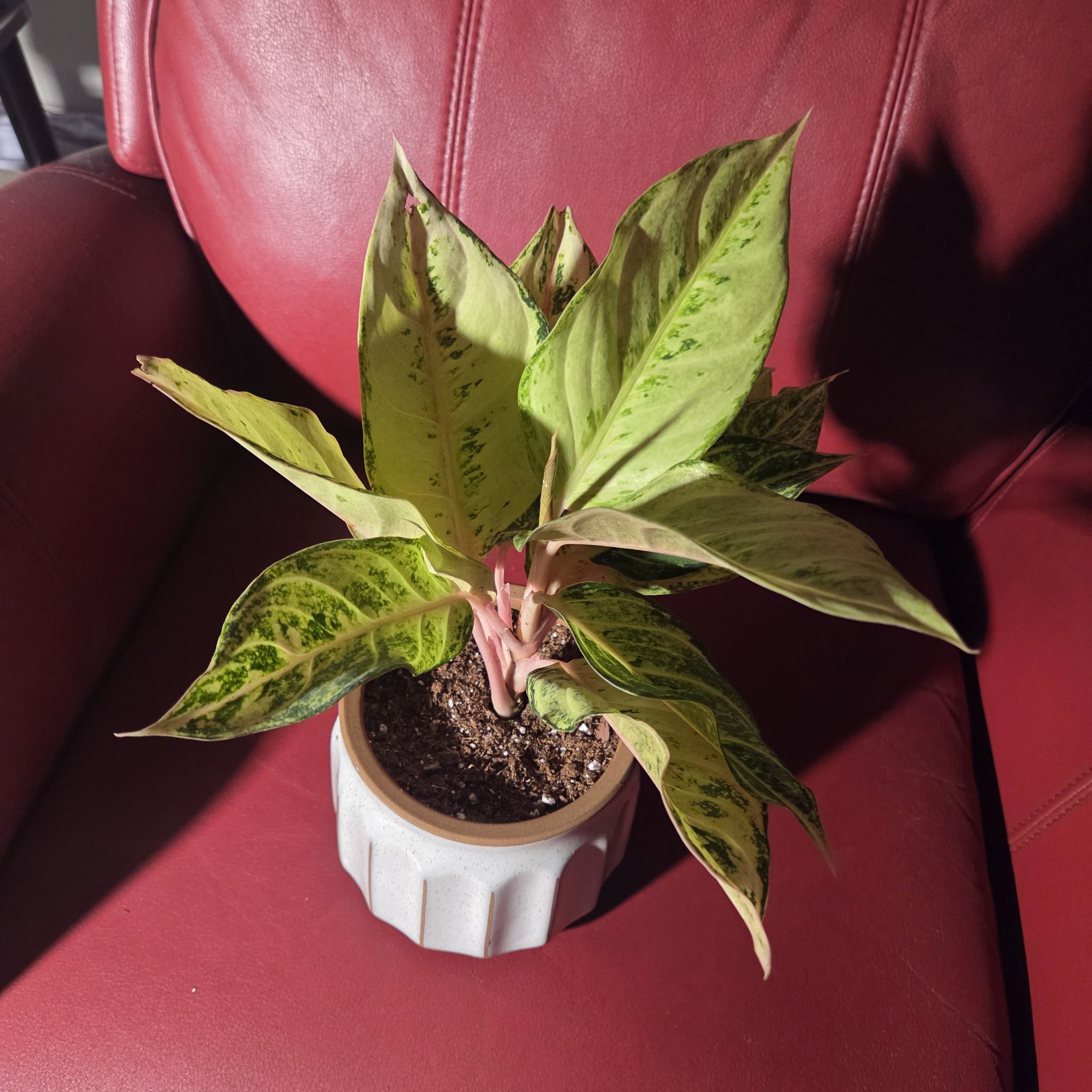 Photo of the plant species Aglaonema by @NikkiBplantmom named SADIYA on Greg, the plant care app