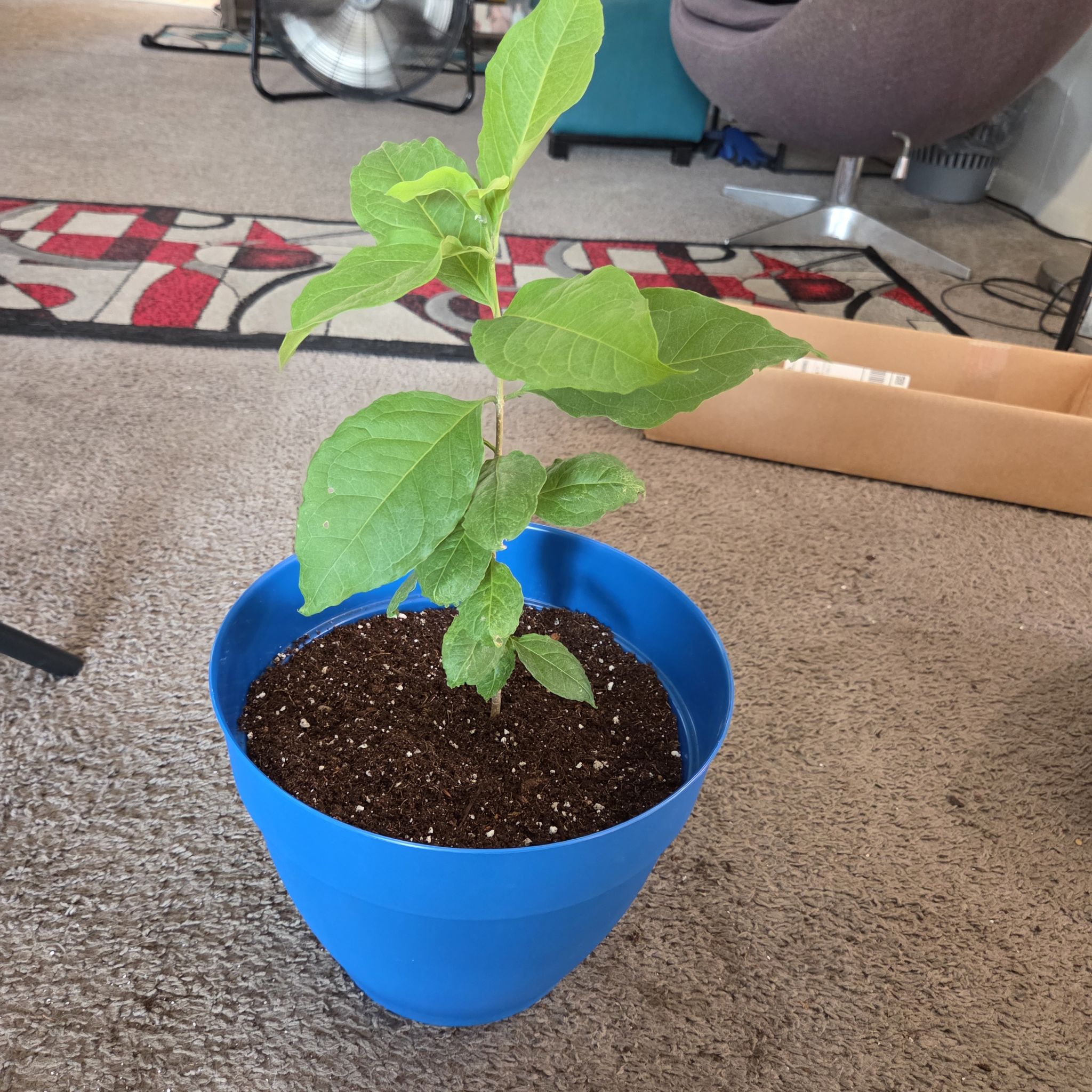 Photo of the plant species Peanut Butter Fruit by @NikkiBplantmom named CELIA CRUZ on Greg, the plant care app