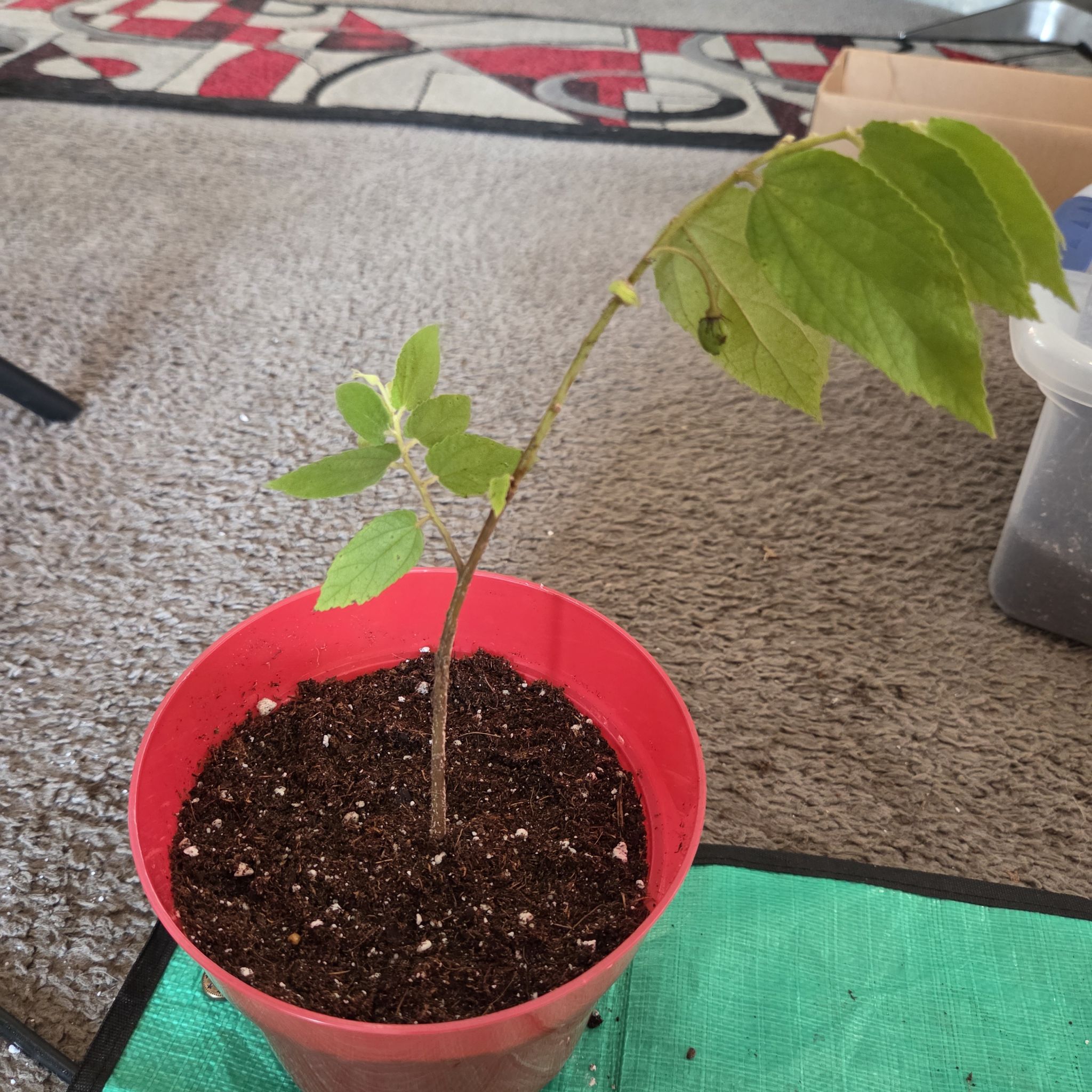 Photo of the plant species Muntingia by @NikkiBplantmom named KALEISHA on Greg, the plant care app