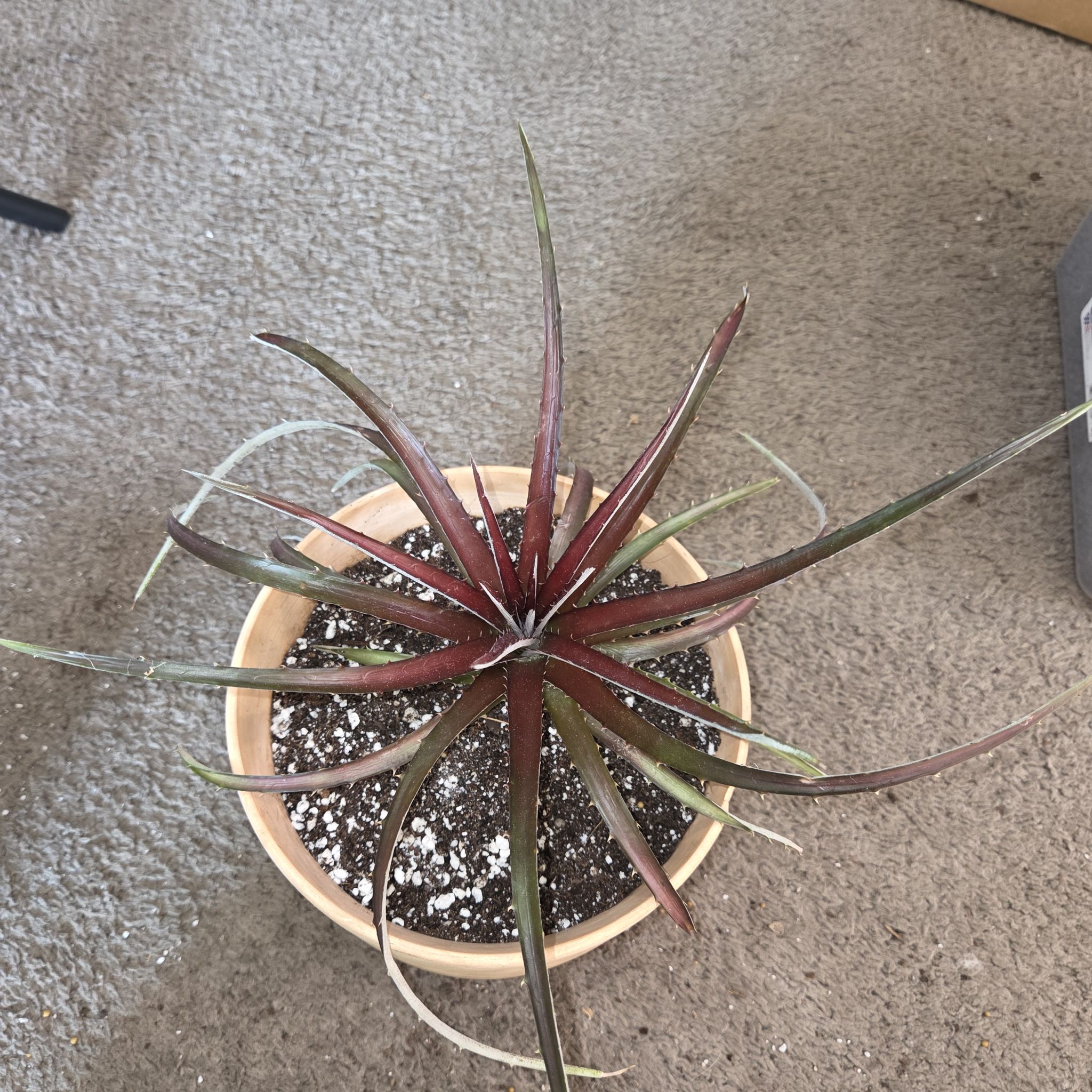 Photo of the plant species Dyckia 'Burgundy Ice' by @NikkiBplantmom named CHARLI BALTIMORE on Greg, the plant care app
