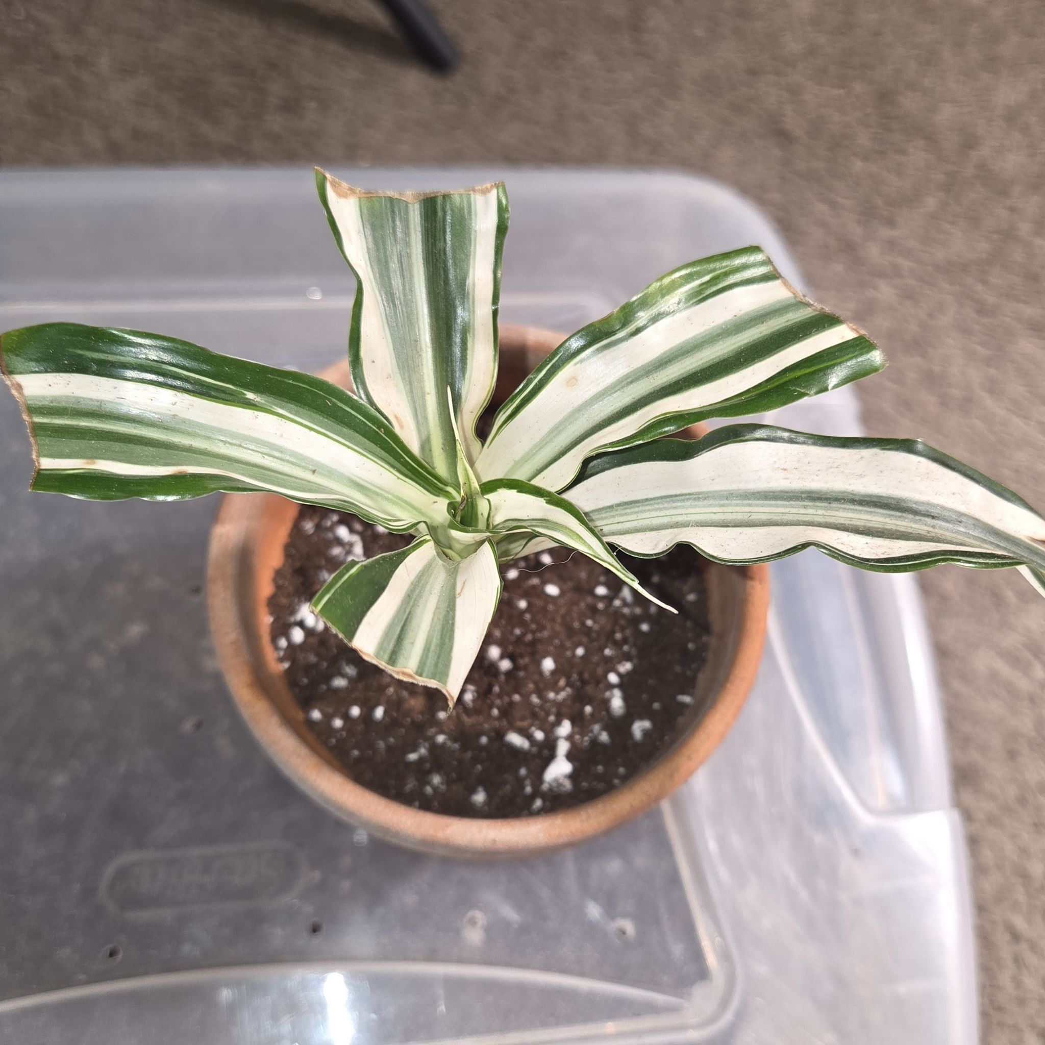 Photo of the plant species White Jewel Dracaena by @NikkiBplantmom named ZION on Greg, the plant care app