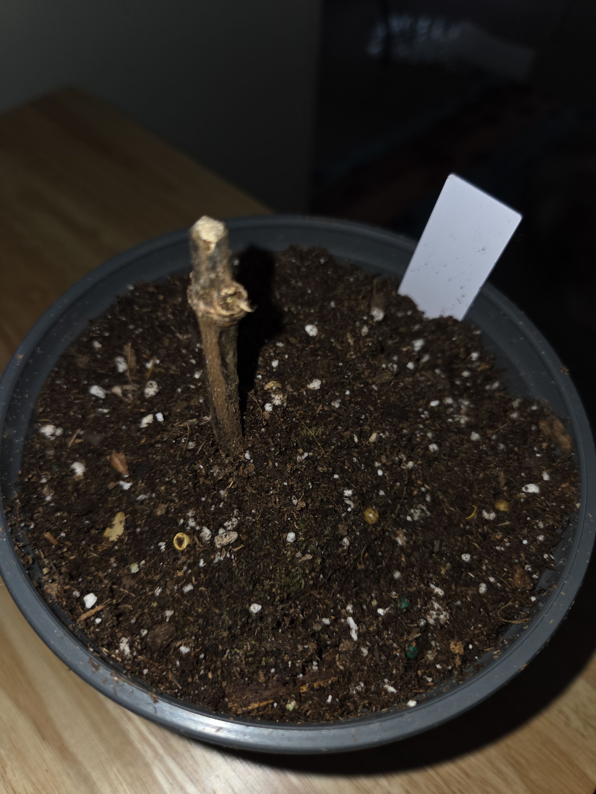 Photo from the post